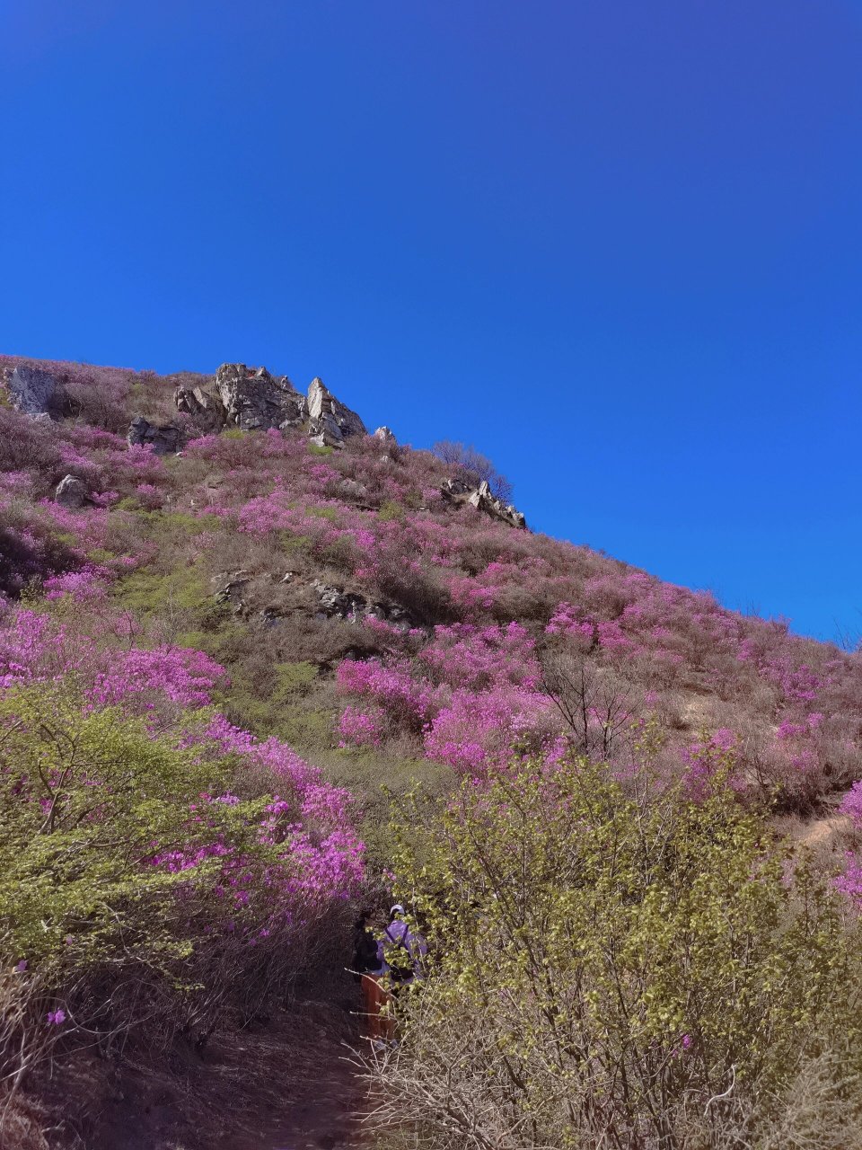 大连大黑山杜鹃花海 今天走了至少16公里 67不发几张照片就辜负了
