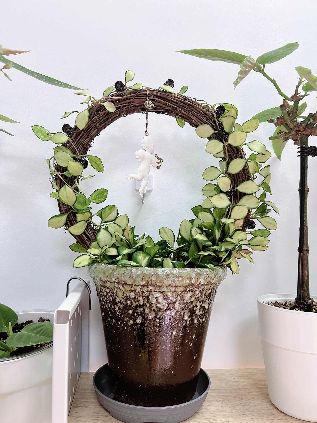 休斯科尔内锦球兰