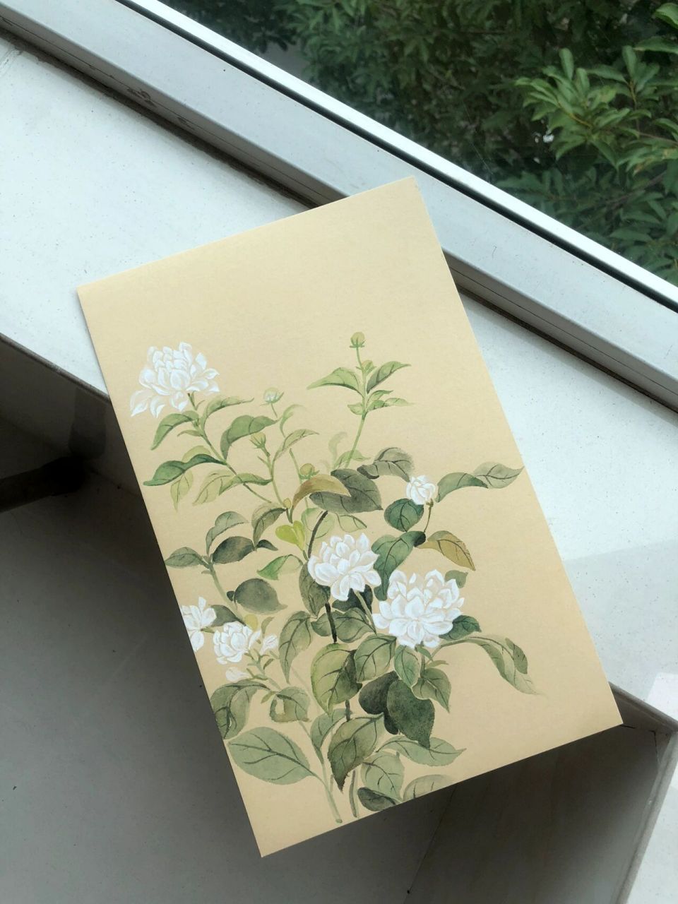 茉莉花手绘真实图片