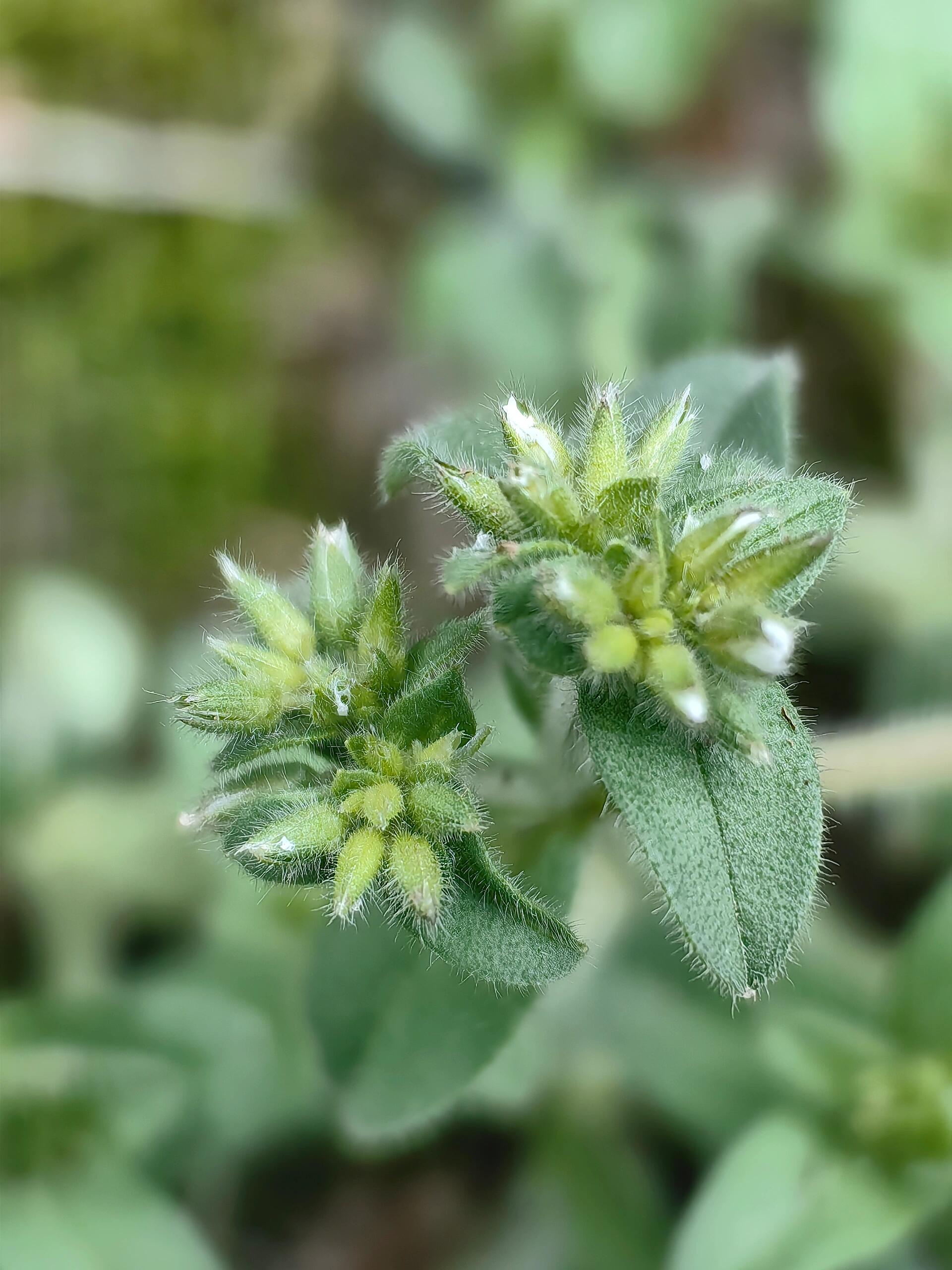 粘毛卷耳),二年生或有时一年生草本,石竹科卷耳属植物