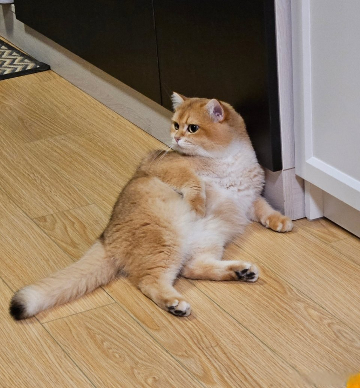 汤米已经变成猫利小五郎了姿势好叔服的样子.