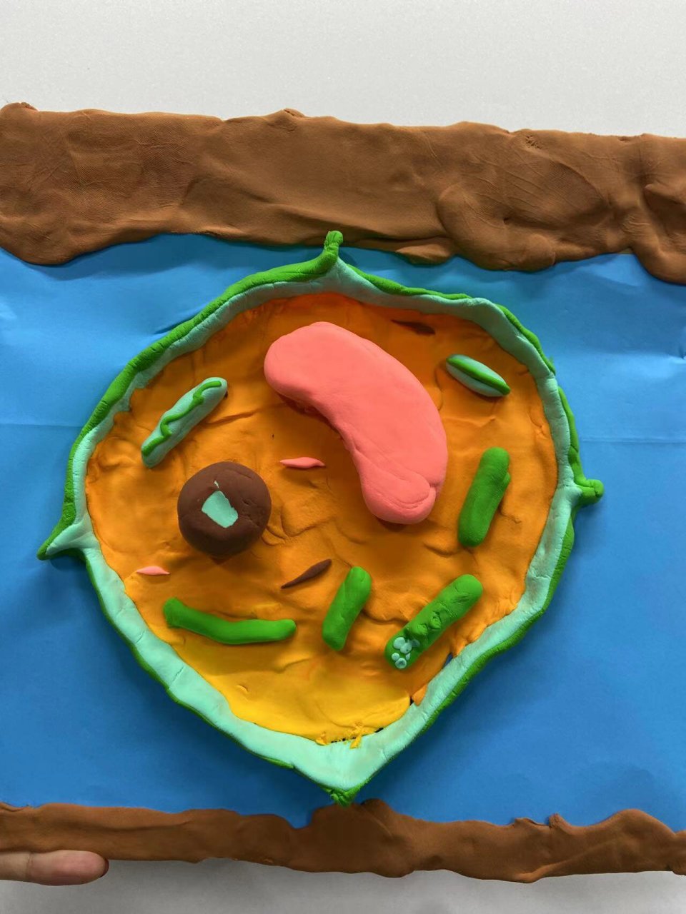 生物社团 黏土 细胞模型