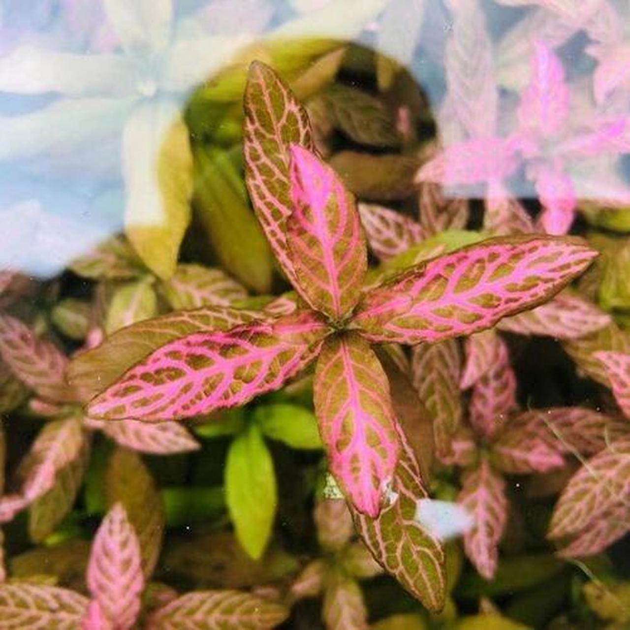 每天认识一种水草-红丝青叶 特点: 系青叶草的改良品种 ,叶十字对生