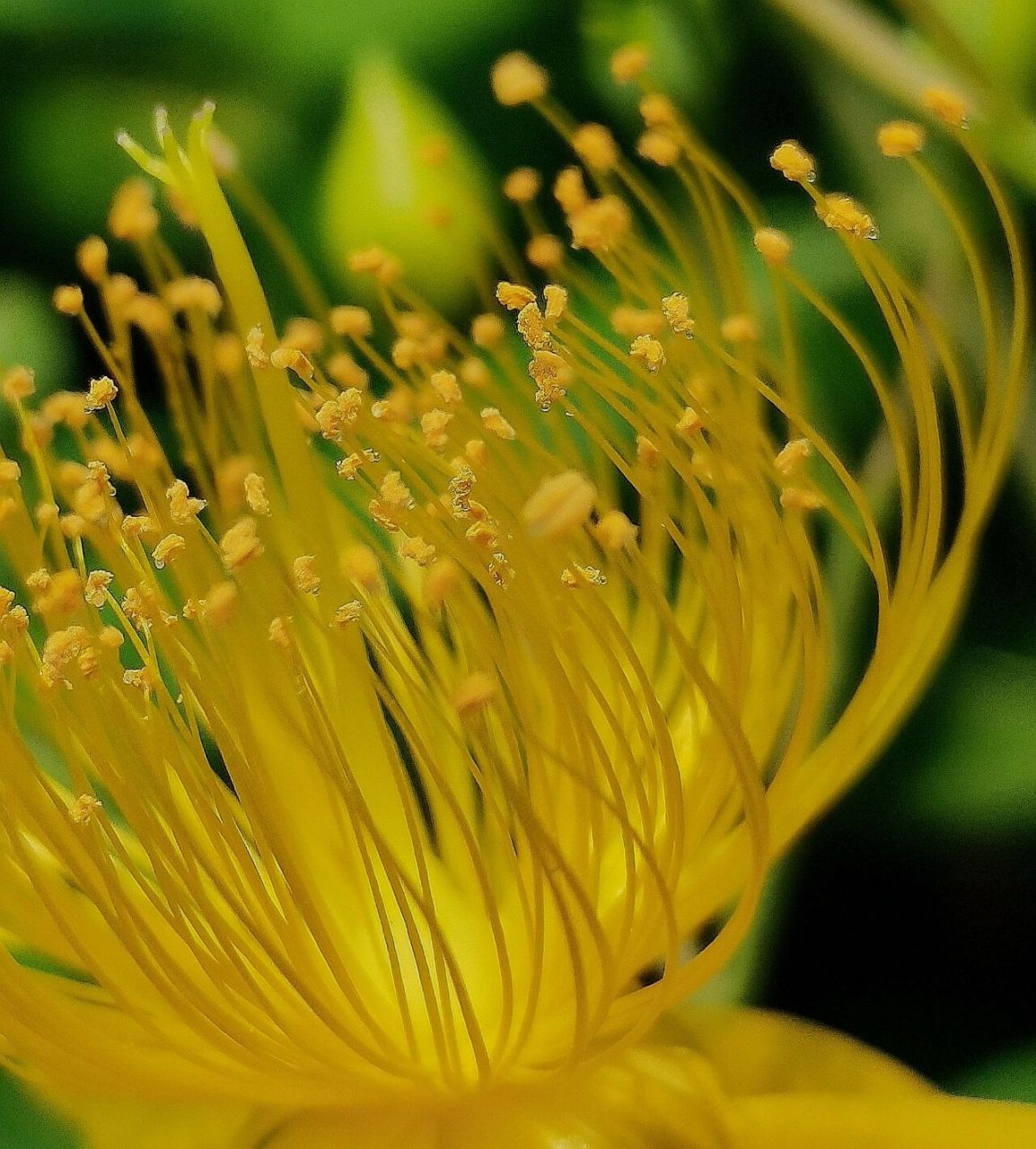 "识花君"教会我认"花"～拍花感: 金丝桃(拉丁学名: hypericum monogy