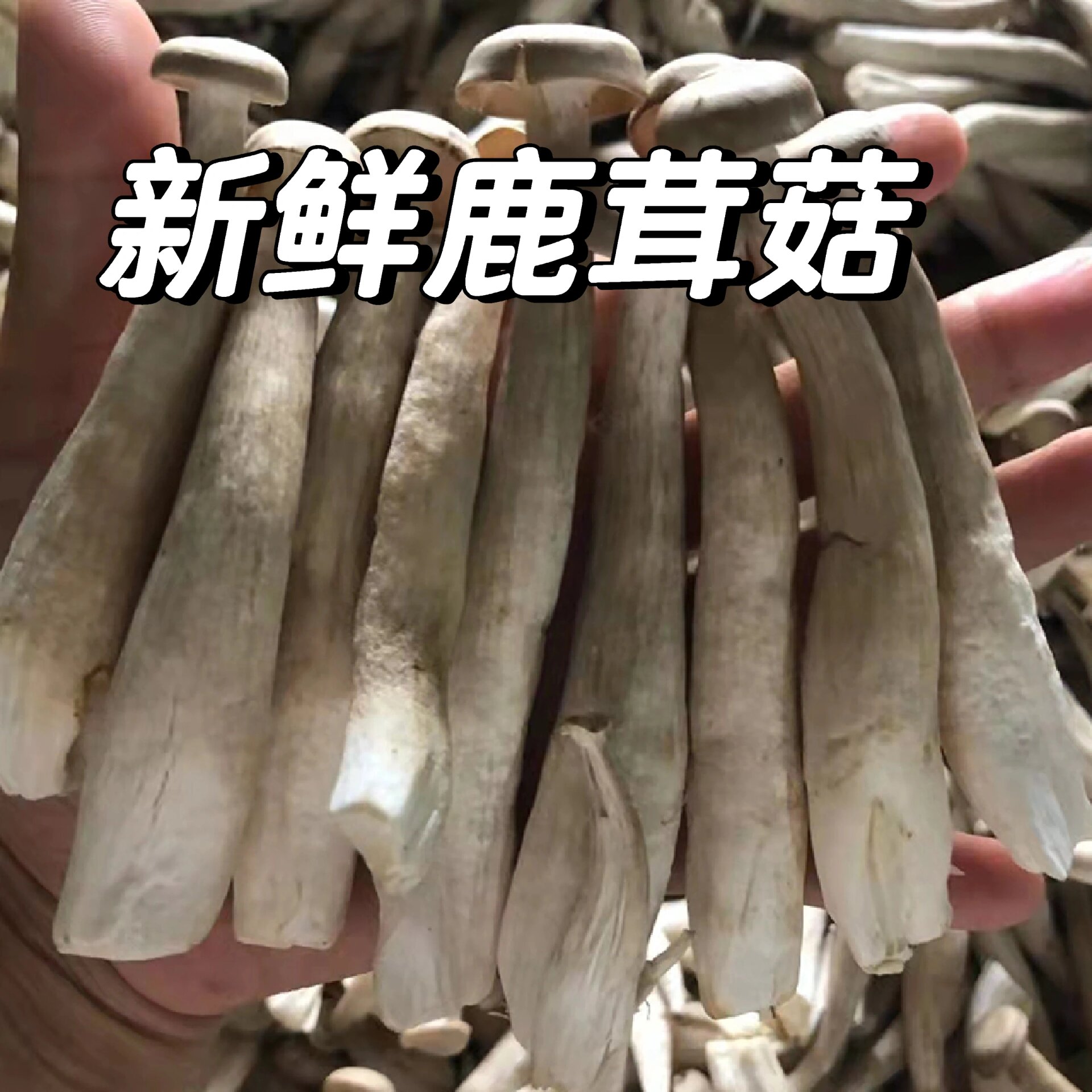 97越吃越上瘾的蘑菇96多种菌菇组合 73云南七彩菌菇  多种美味