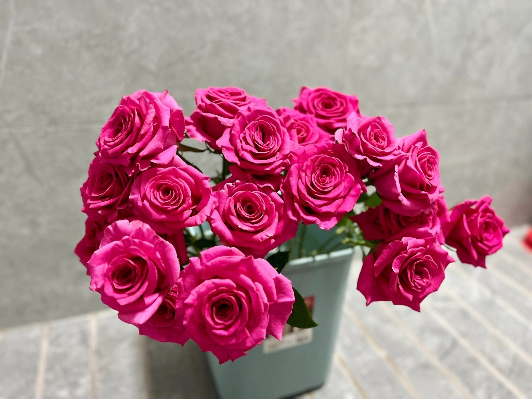 美到窒息的弗洛伊德玫瑰 是真美,美醉了,香味浪漫93