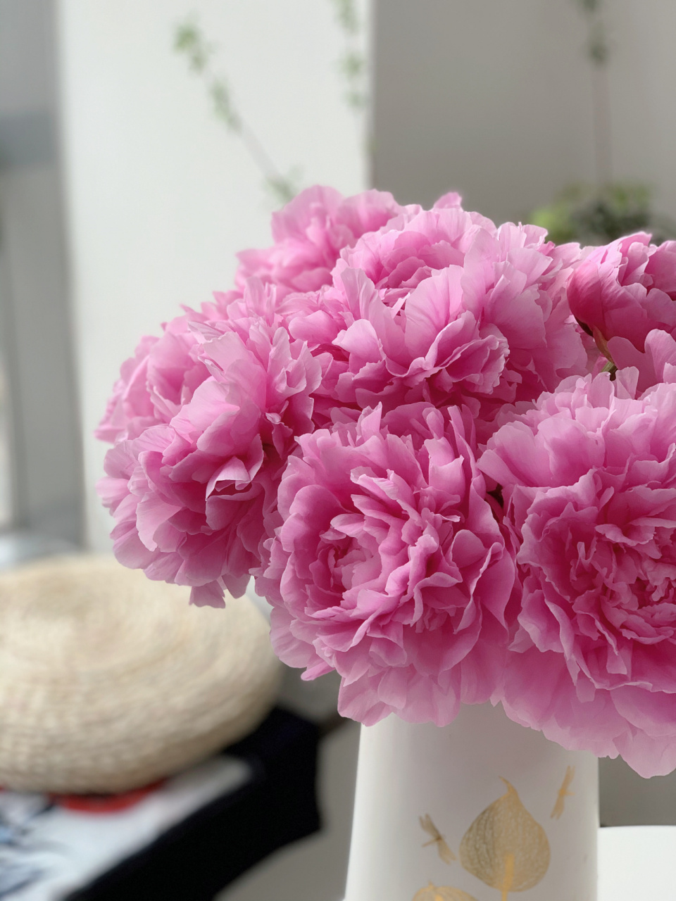 芍药 晴雯 巨型来袭,我所见过的最大的芍药!比脸大!太惊人了! 晴雯这