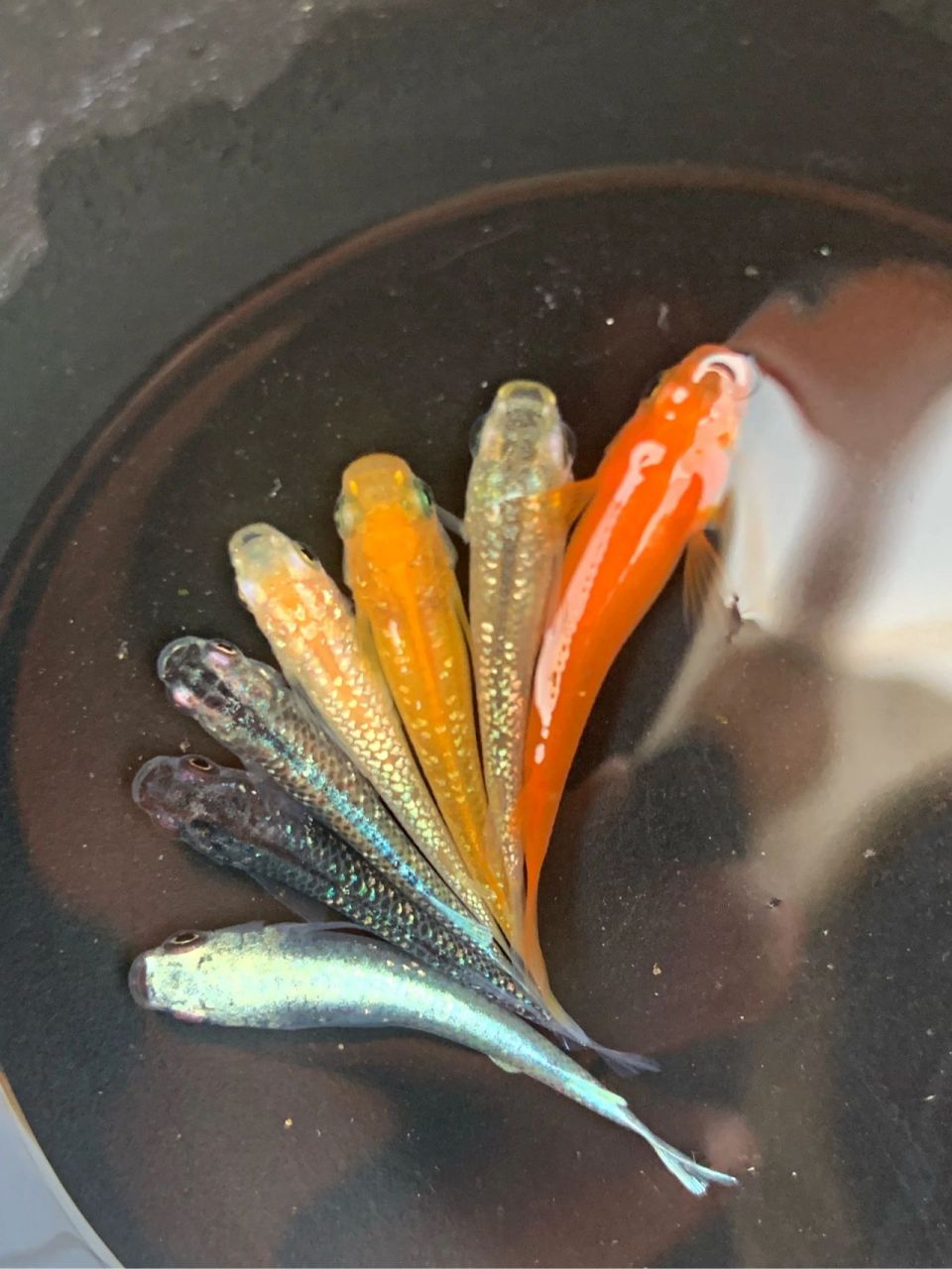 观背青鳉各品种大杂烩  近期给鱼友们选的混搭,鱼好捞,拍照是真的很难