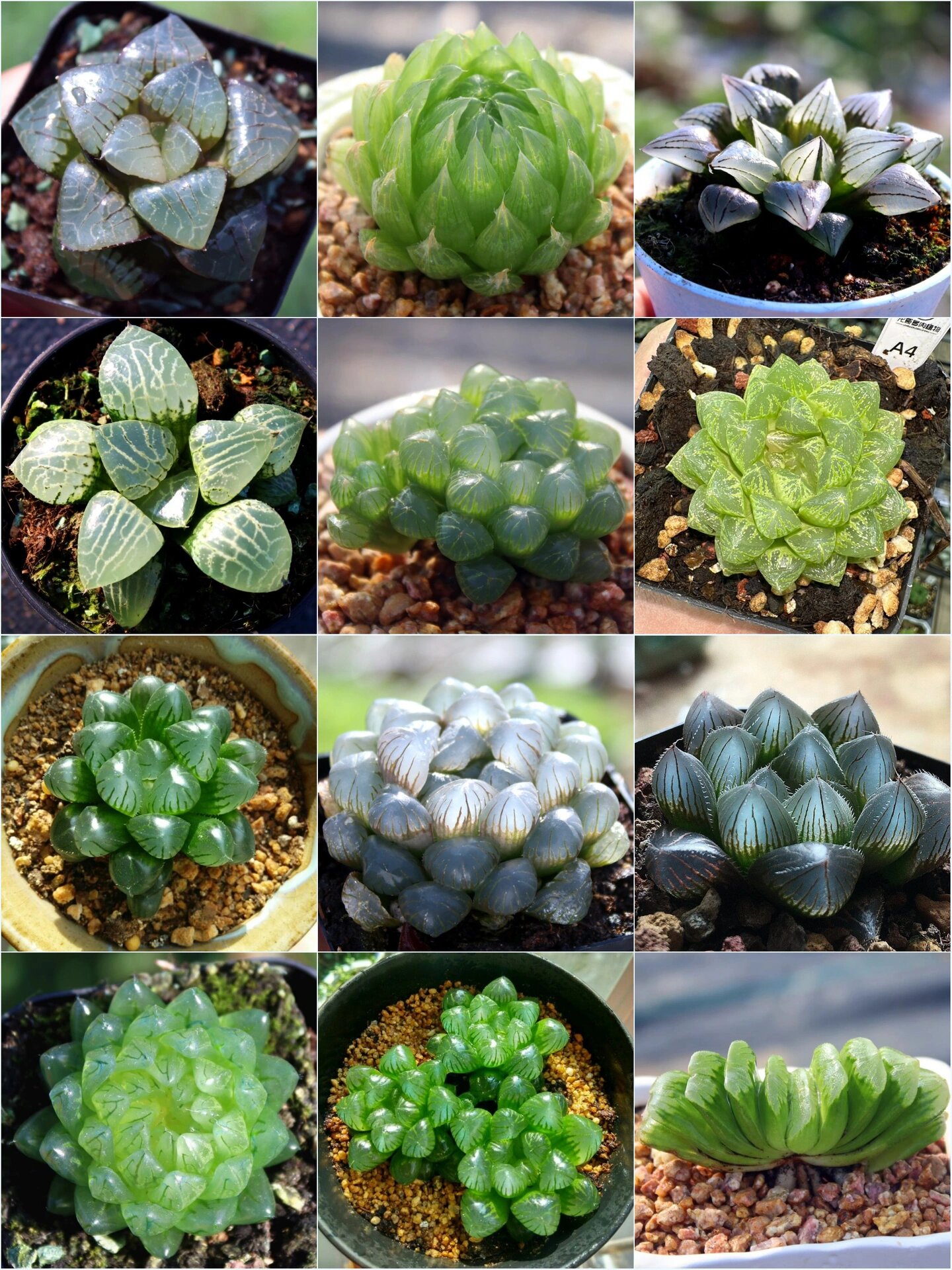 多肉颜值控-97盘点玉露品种大全 多肉玉露主要有十二个品种,分为姬