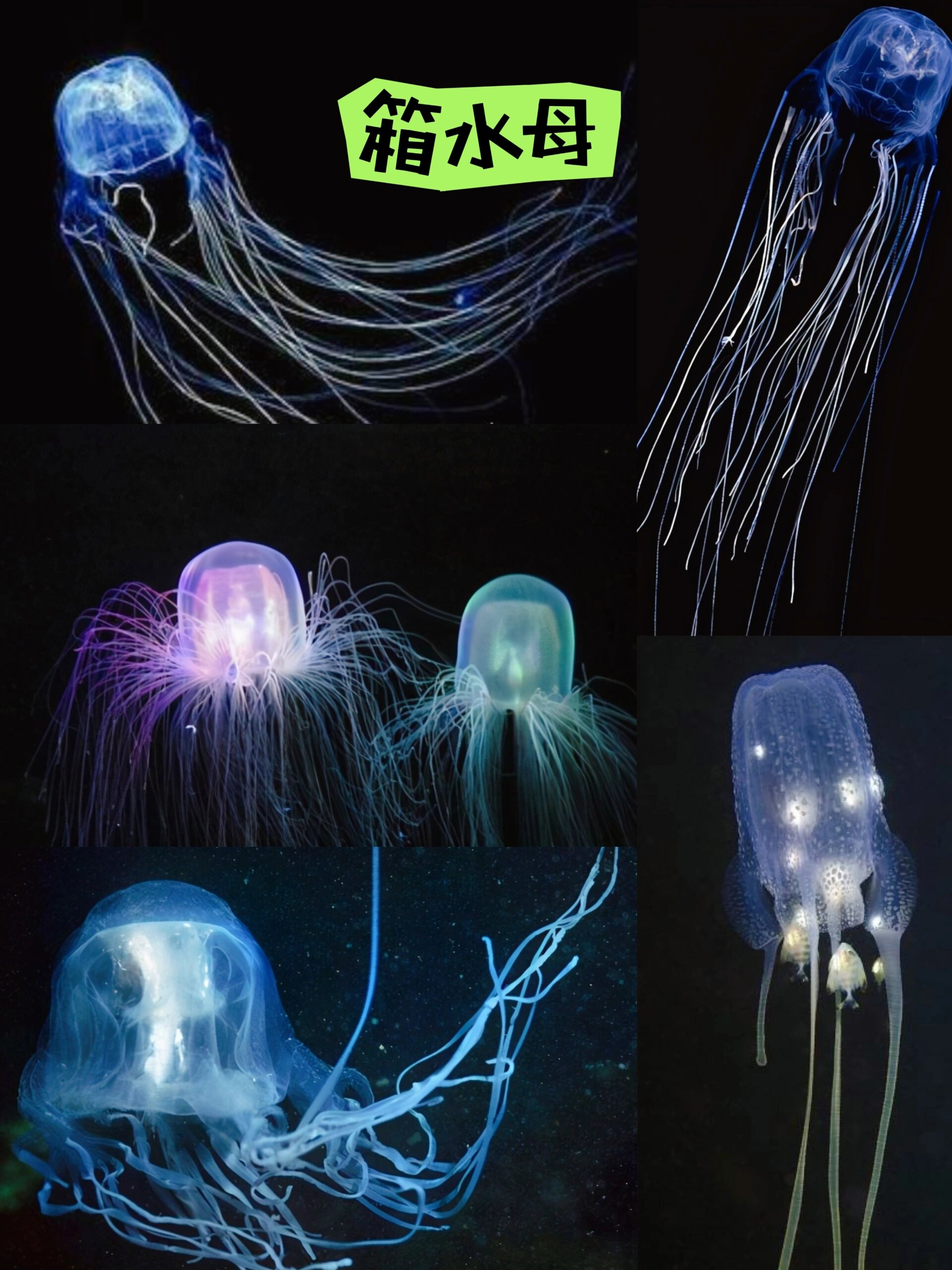 盘点八大剧毒水母