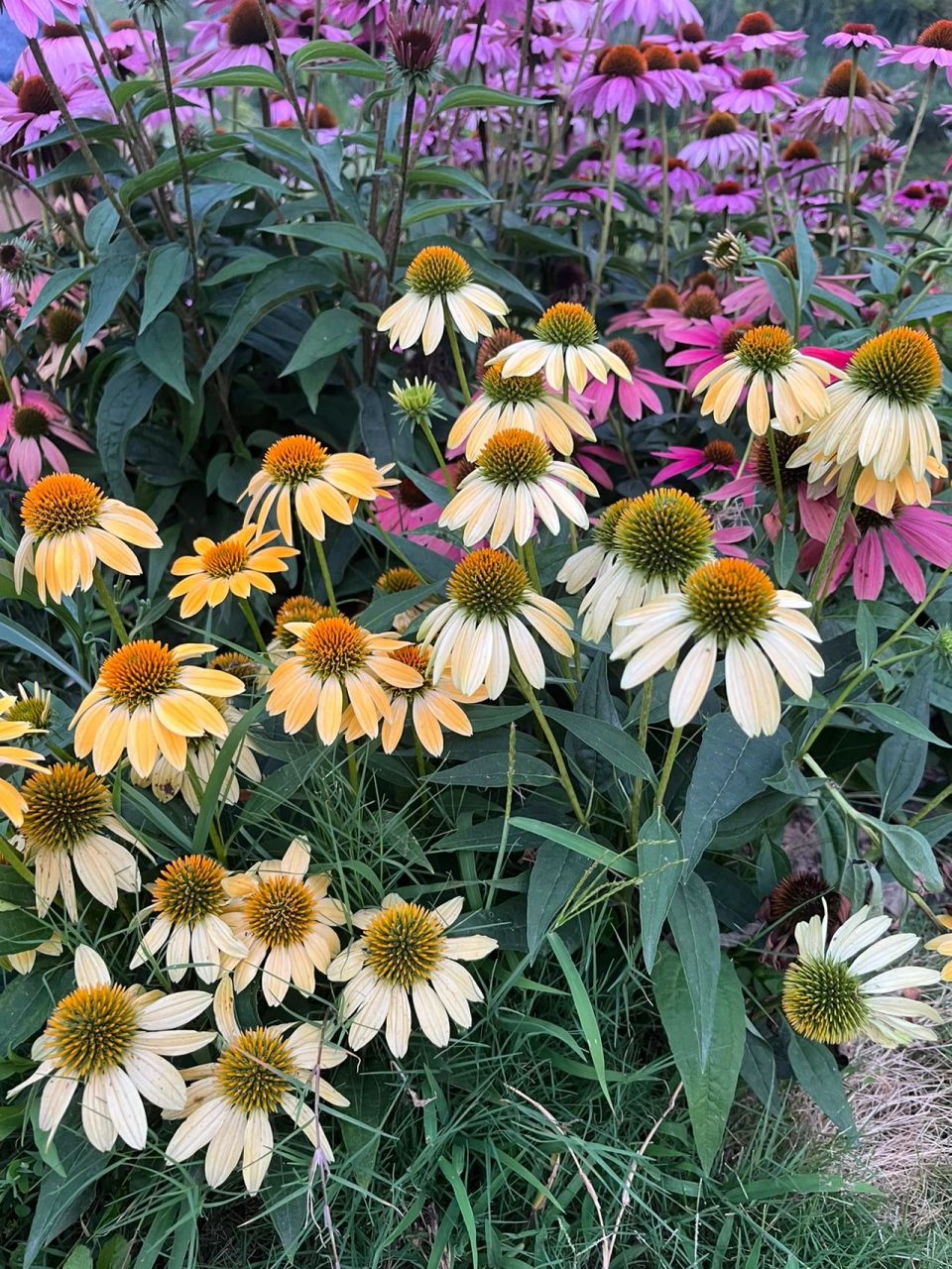 松果菊 coneflower 松果菊 echinacea purpurea 菊科紫锥花属,多年生