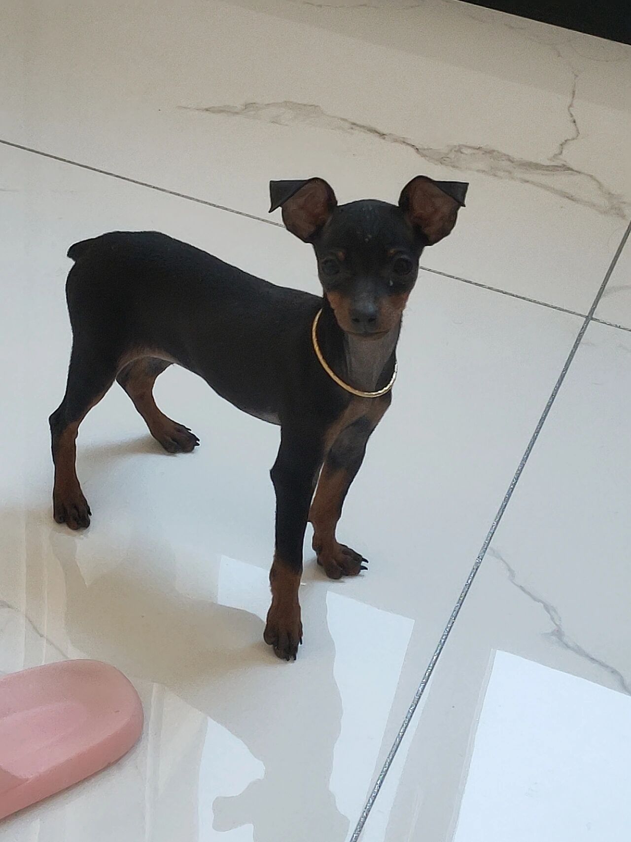 泰迪 小鹿犬 圆满 和 毛嗑