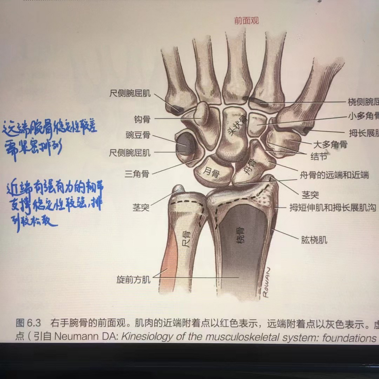 一句顺口溜记住所有腕骨(附各个腕骨特征) 一句顺口溜
