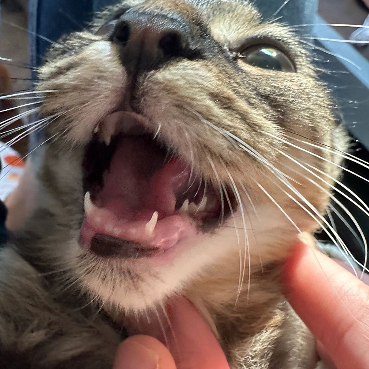 两个月的小猫咪牙齿 糯米两个月的时候拍的 小豁牙子太可爱了吧