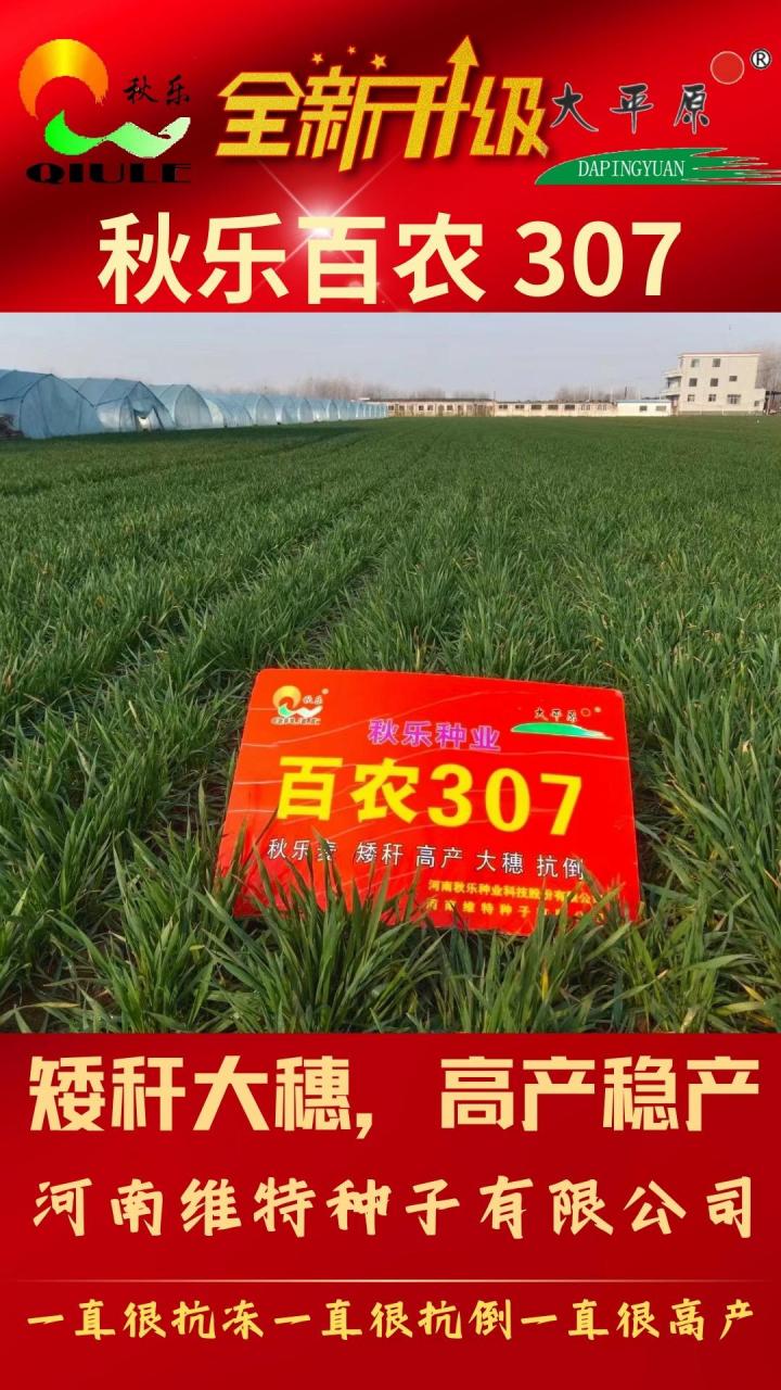 秋乐百农307,2024全新升级!