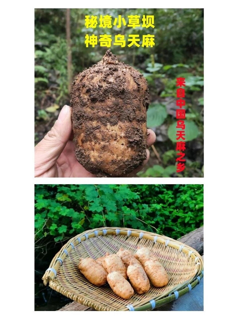 乌天麻 【乌天麻】 来自天麻原产地--云南昭通小草坝.