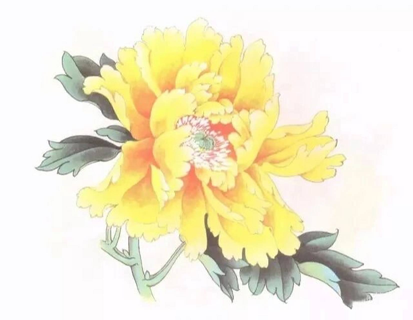 工笔画步骤分享(黄牡丹的画法) 工笔牡丹花头着色步骤(黄色) 1.