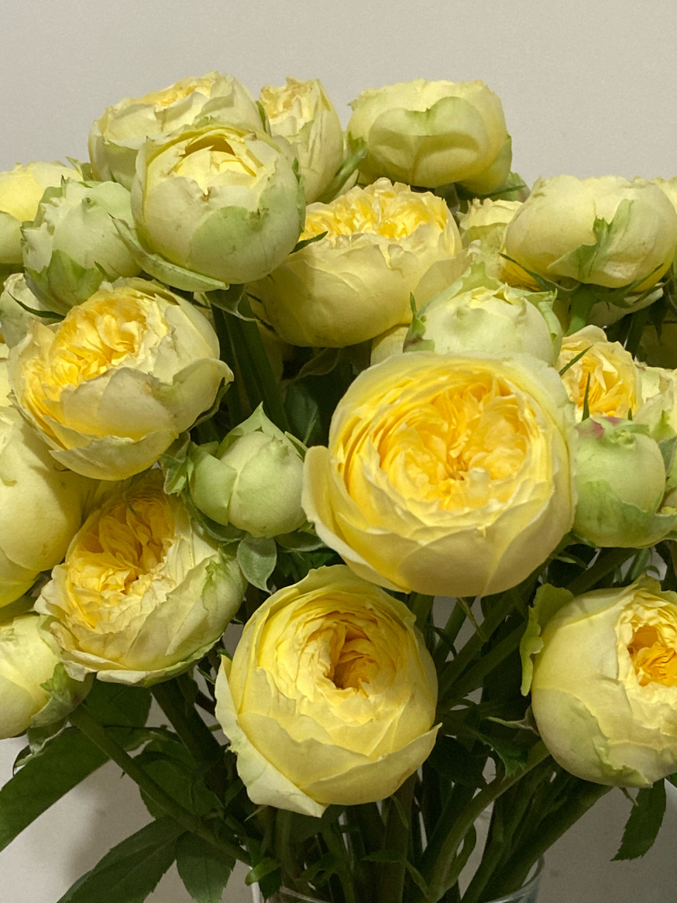 玫瑰品种大全之凯特琳娜泡泡 俗称奶黄包是也!