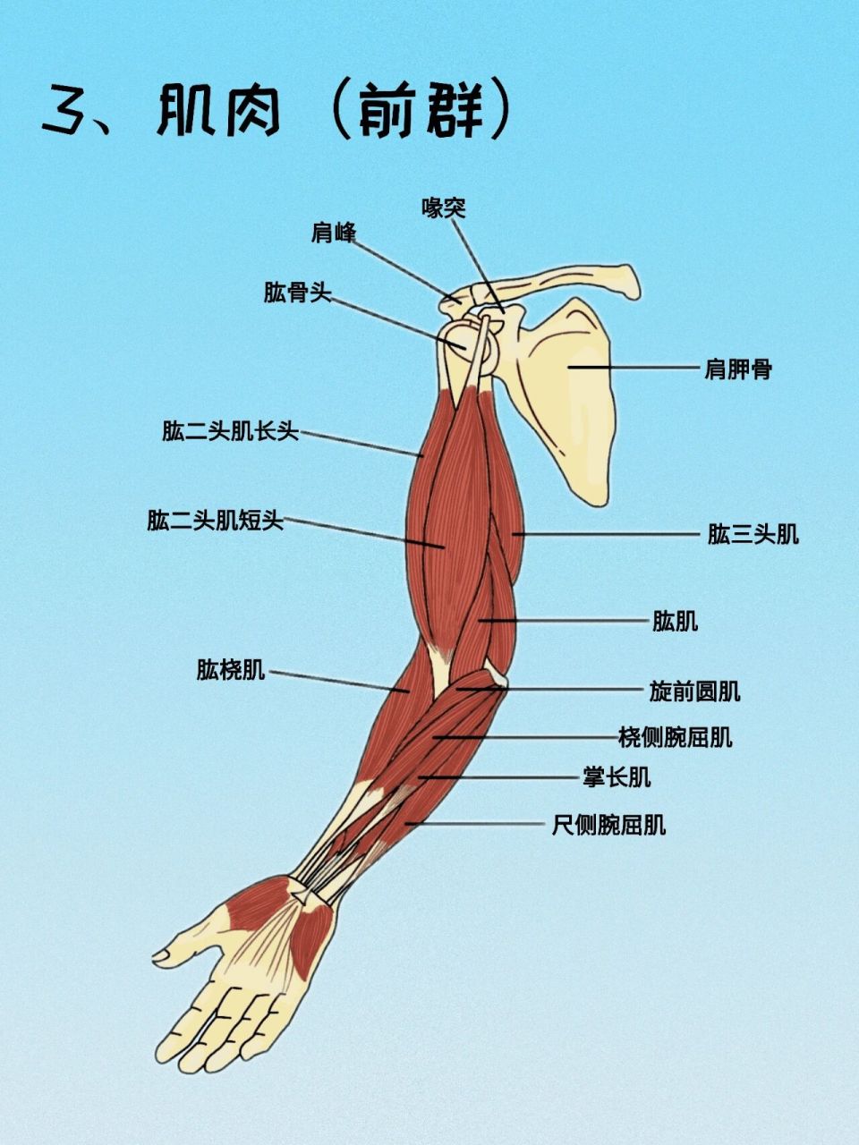 肱骨位置图图片