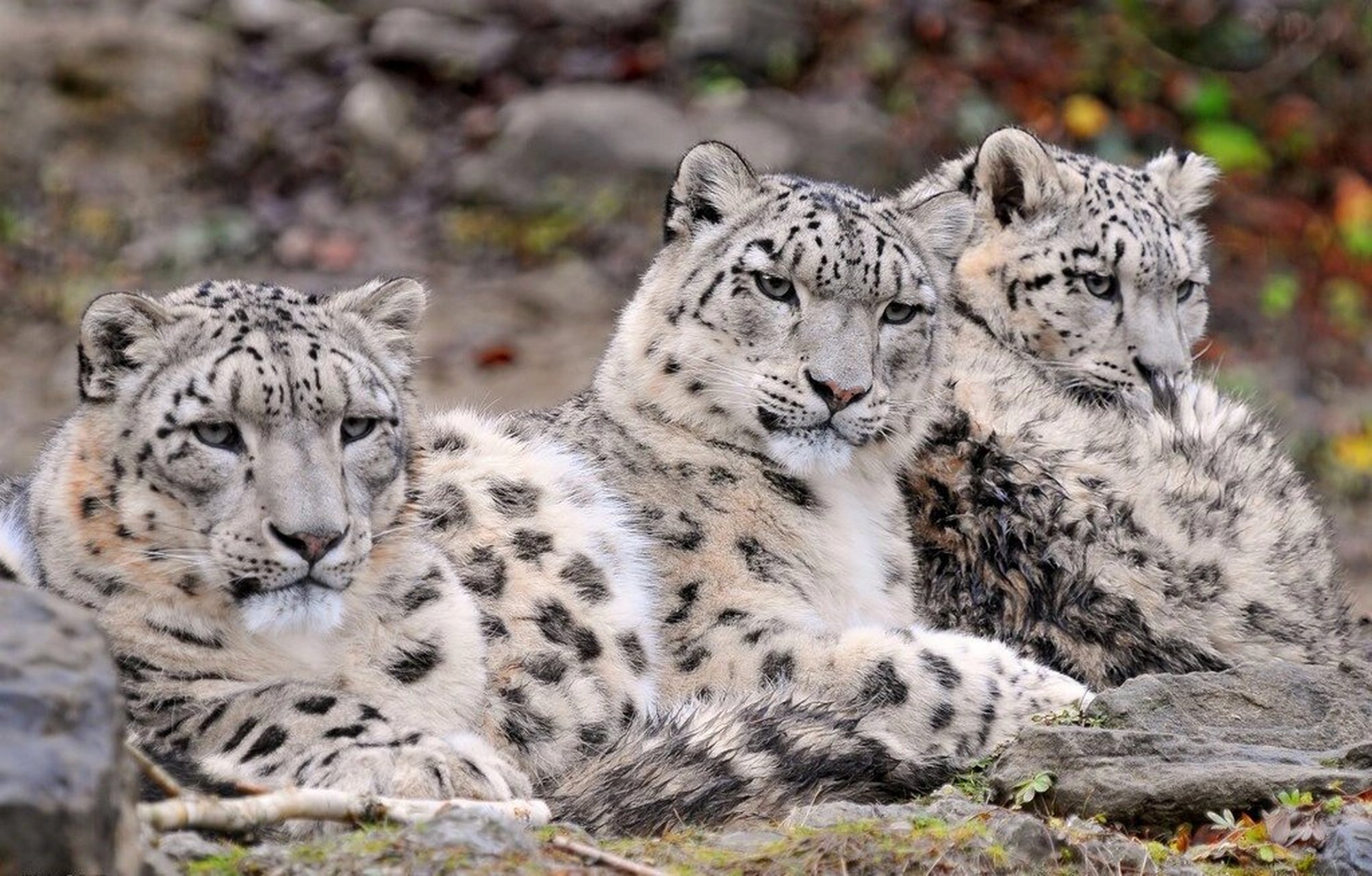 雪豹科普【上】 雪豹(panthera uncia,英语:snow leopard),是一种大型