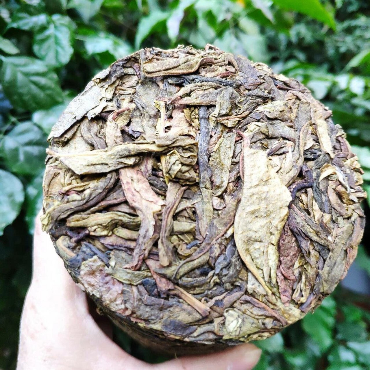 普洱茶中的老黄叶,值不值得喝?