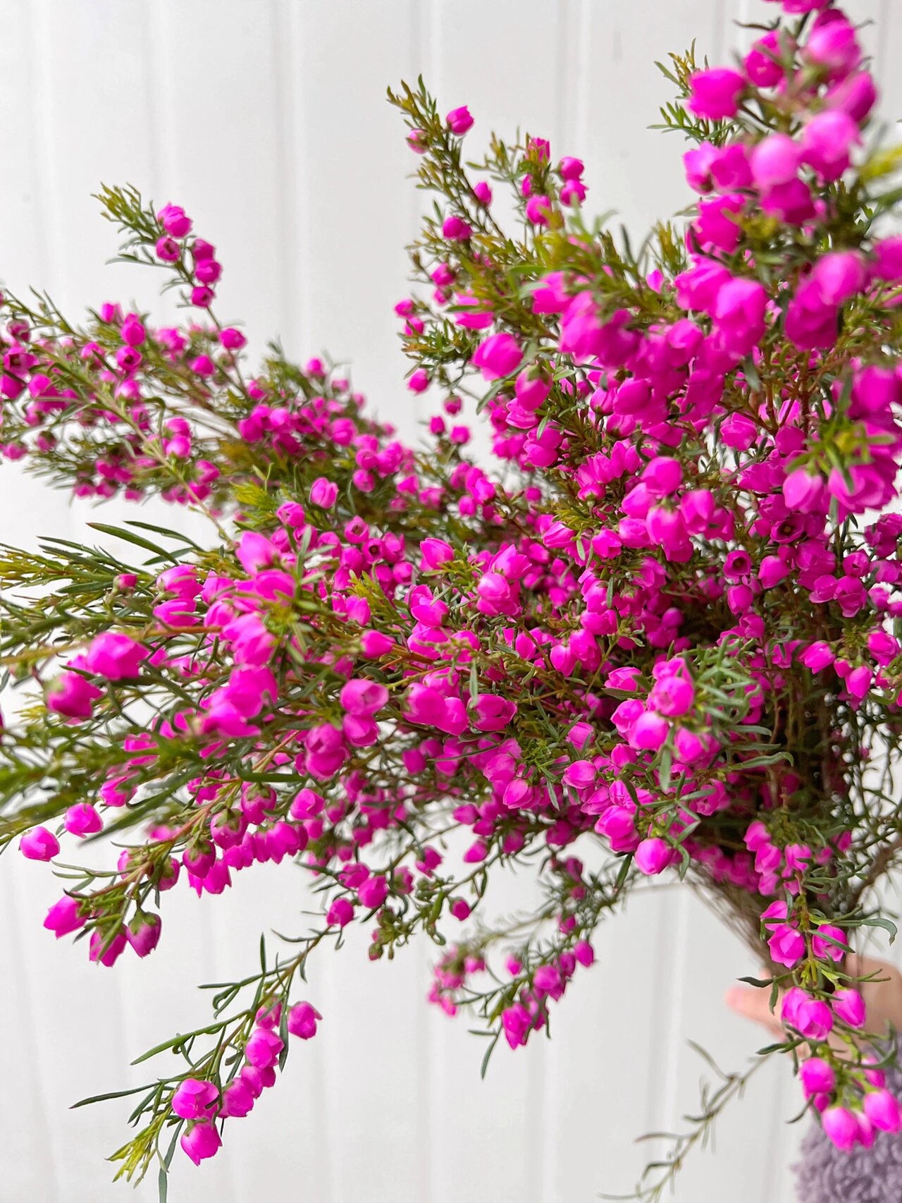 【鲜花】boronia 波罗尼/波罗尼亚花/香波龙