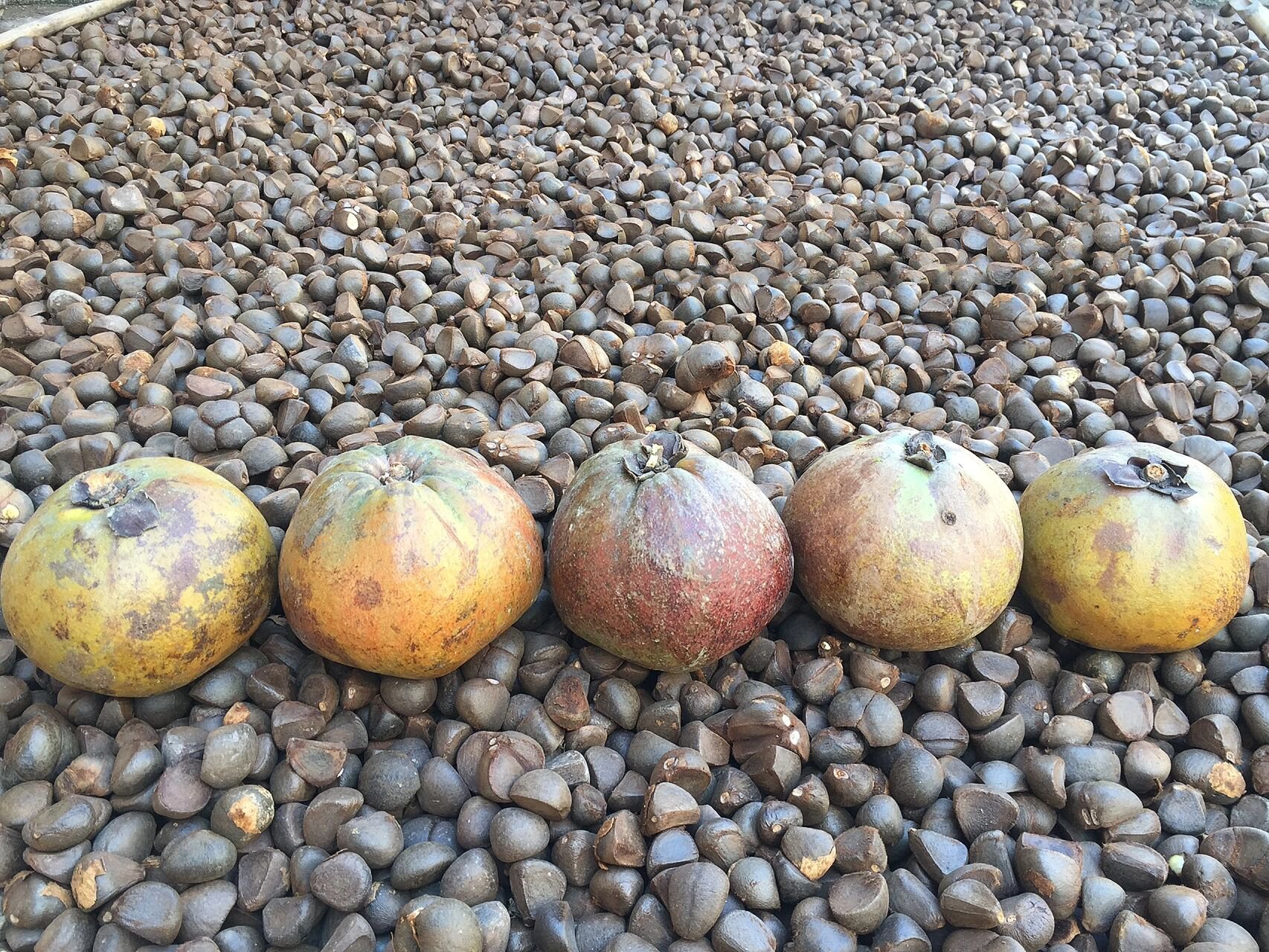 广西大果油茶果实,单果重1-3斤 广西的大果红花油茶