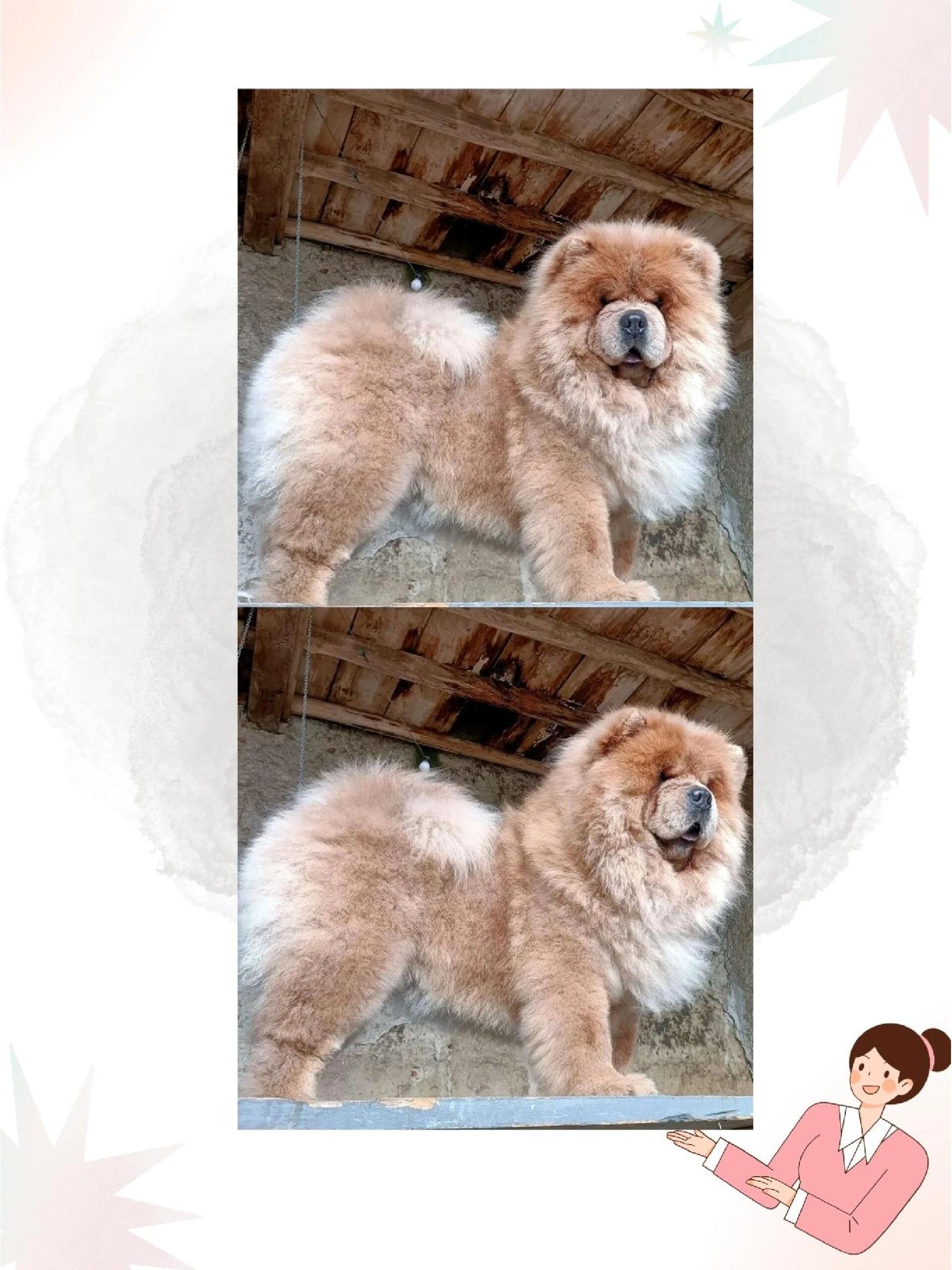 名犬介绍-松狮犬 松狮简介 	 英文名:  chow chow 别名:  松狮,熊狮犬