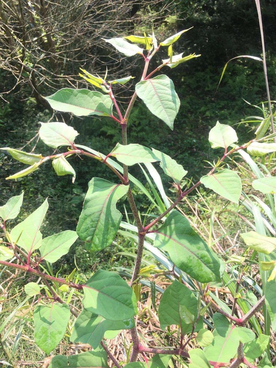本草纲目—虎杖 药用:祛风利湿,散瘀定痛,止咳化痰.