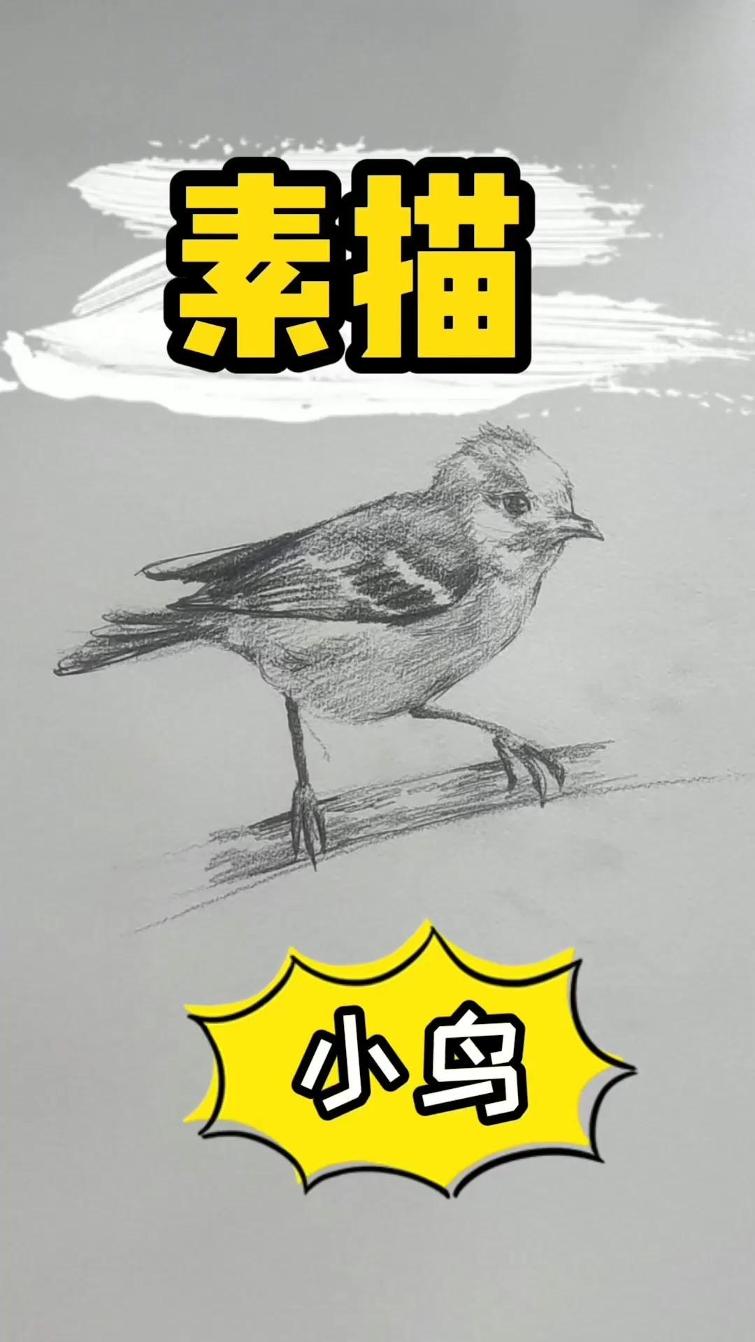 素描教程小鸟画法