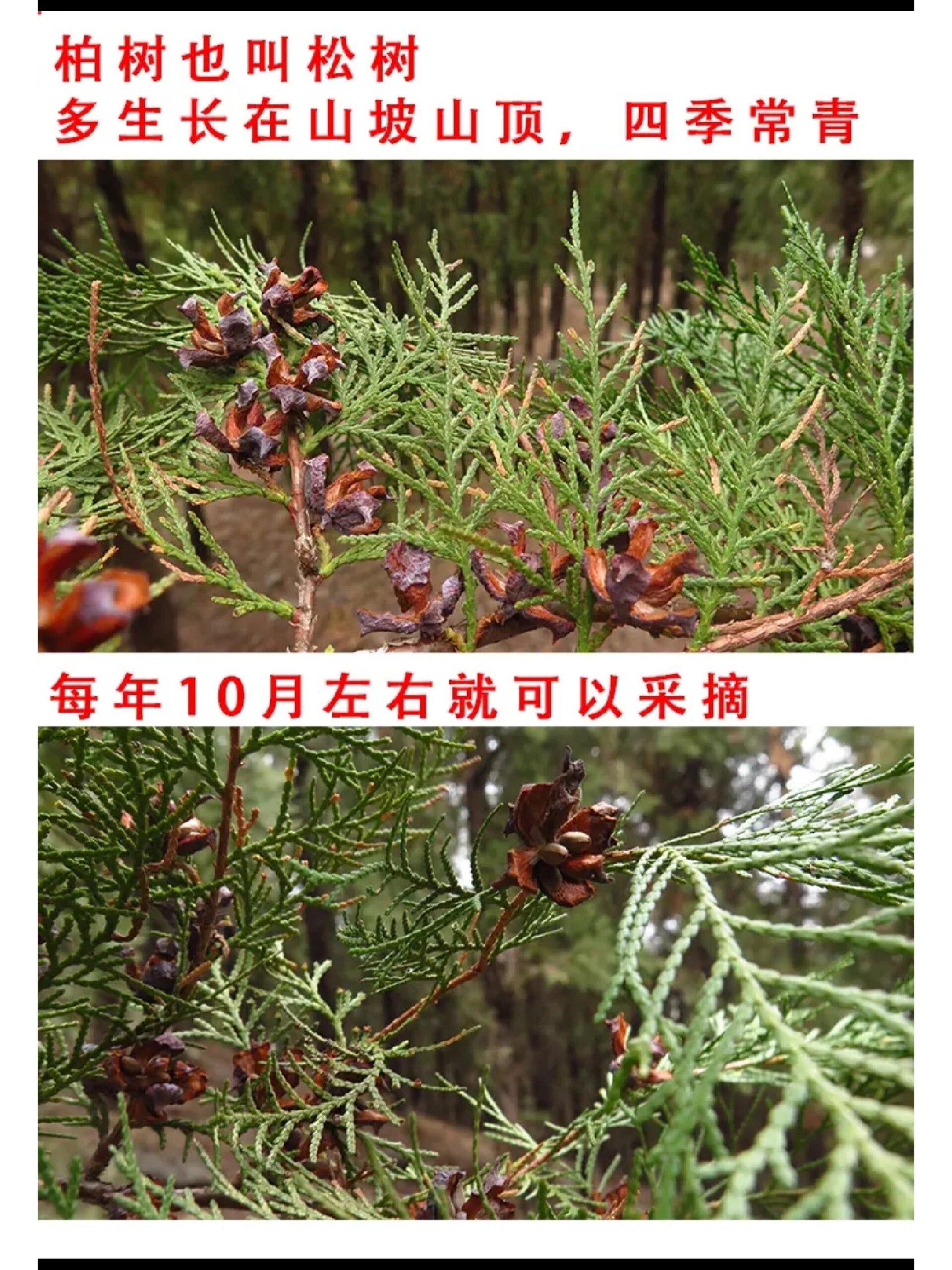 柏壳(做枕头,失眠人的福音