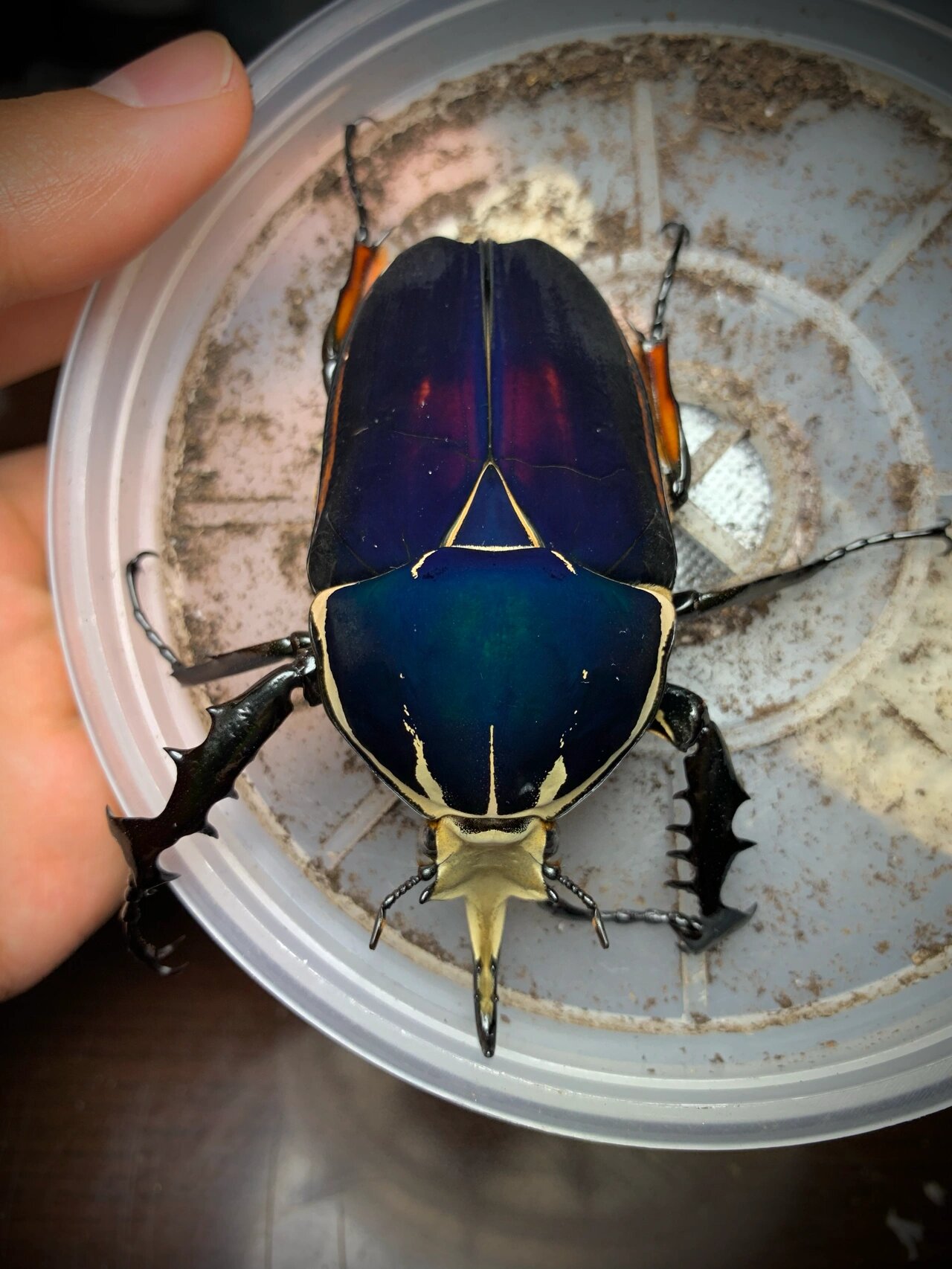 乌干达花金龟 极光蓝紫色大个体