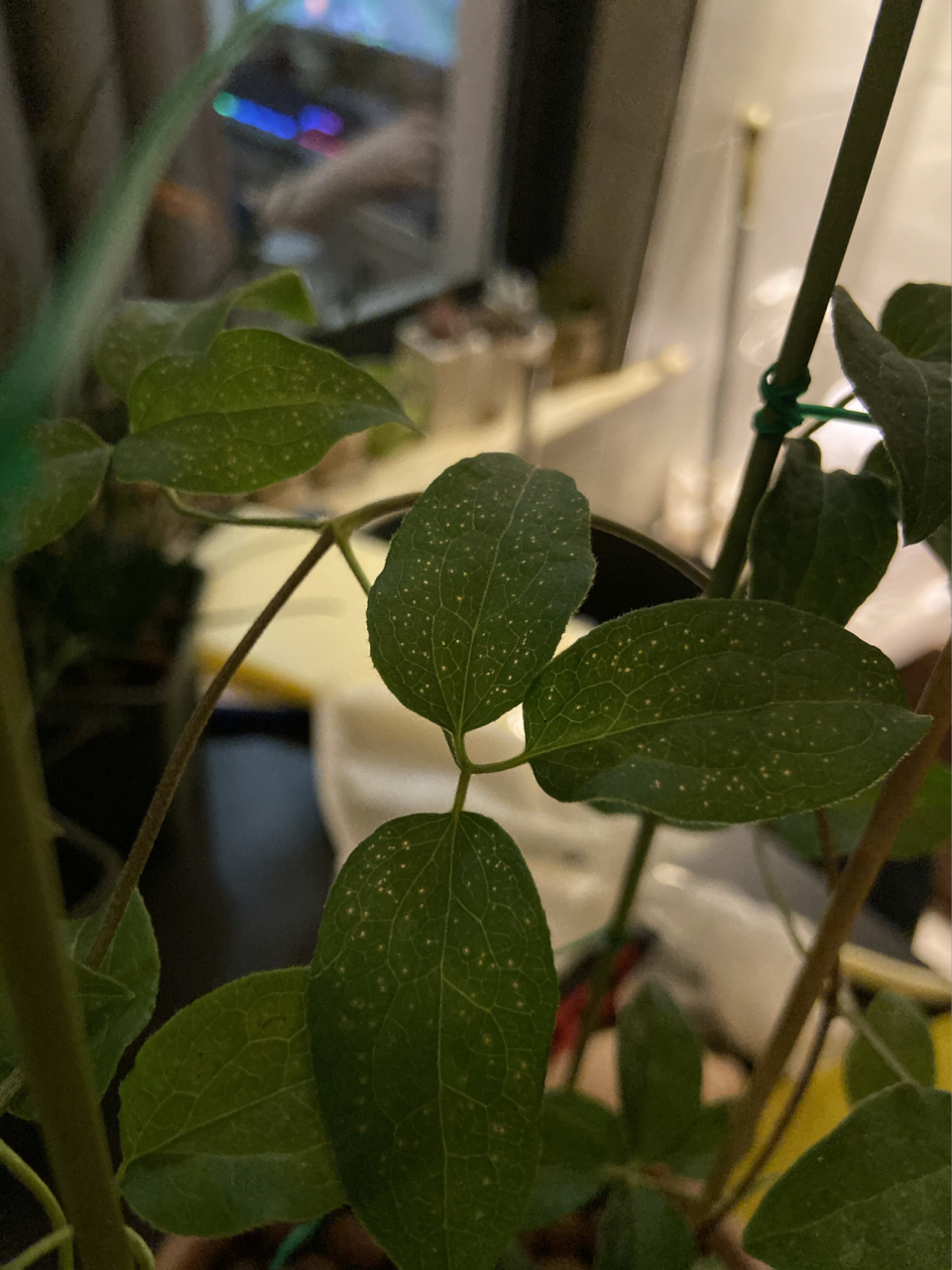 求助帖,铁线莲叶子上密密麻麻的小洞洞 昨天浇水时突然发现的,几乎