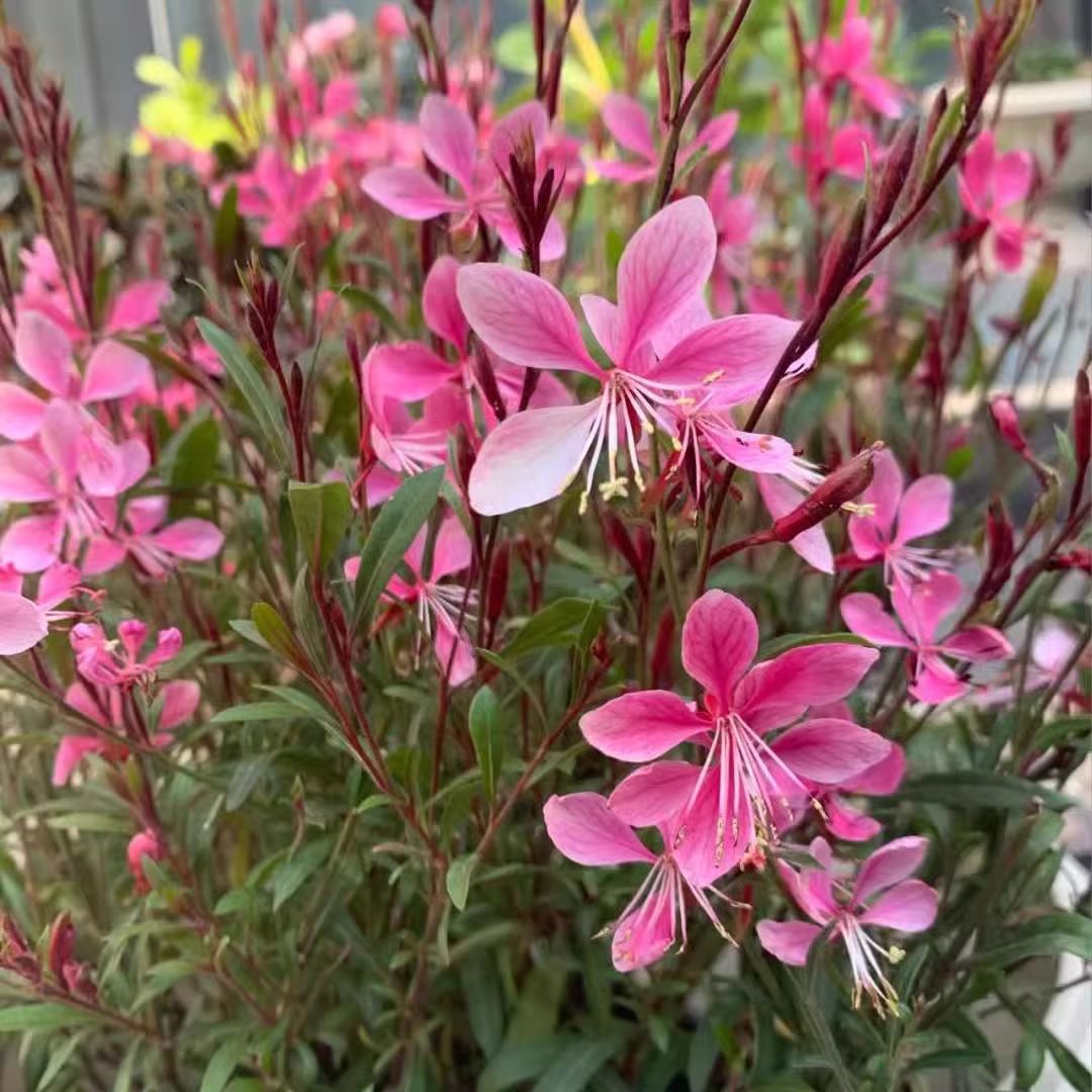 千鸟花山桃草好养的多年生宿根花境植物 千鸟花多年生宿根草本.