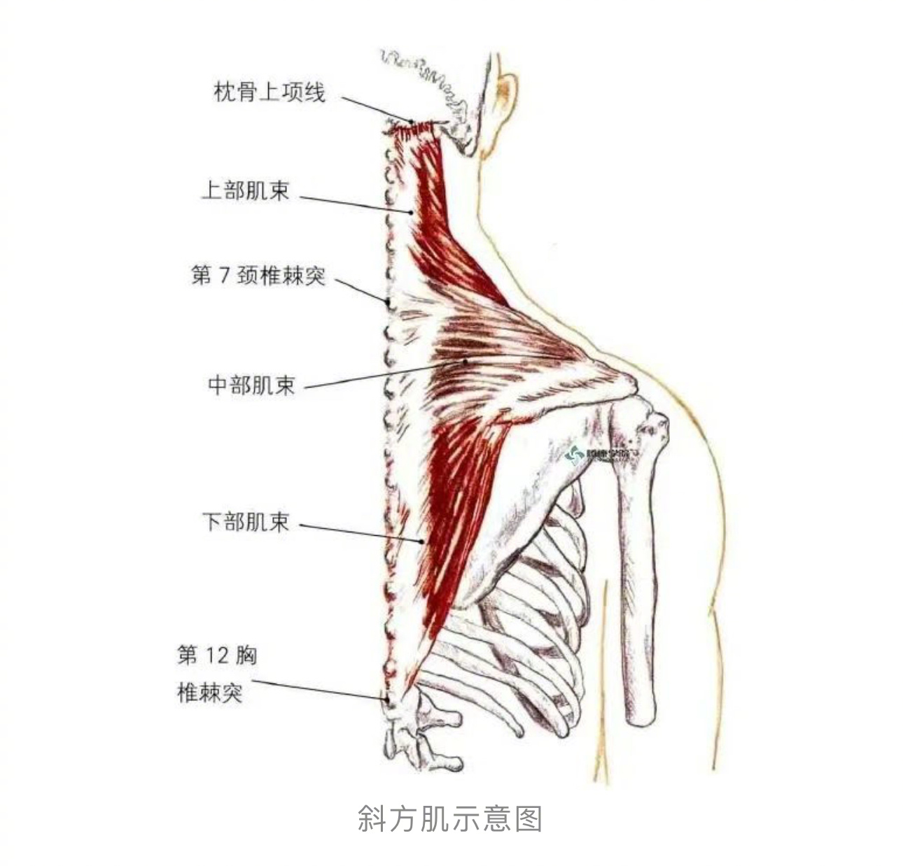【#肩颈痛的人多是斜方肌出了问题#】斜方肌,是位于头颈部,肩背部皮下