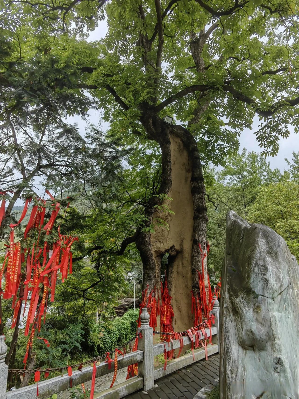 海口菩提树图片