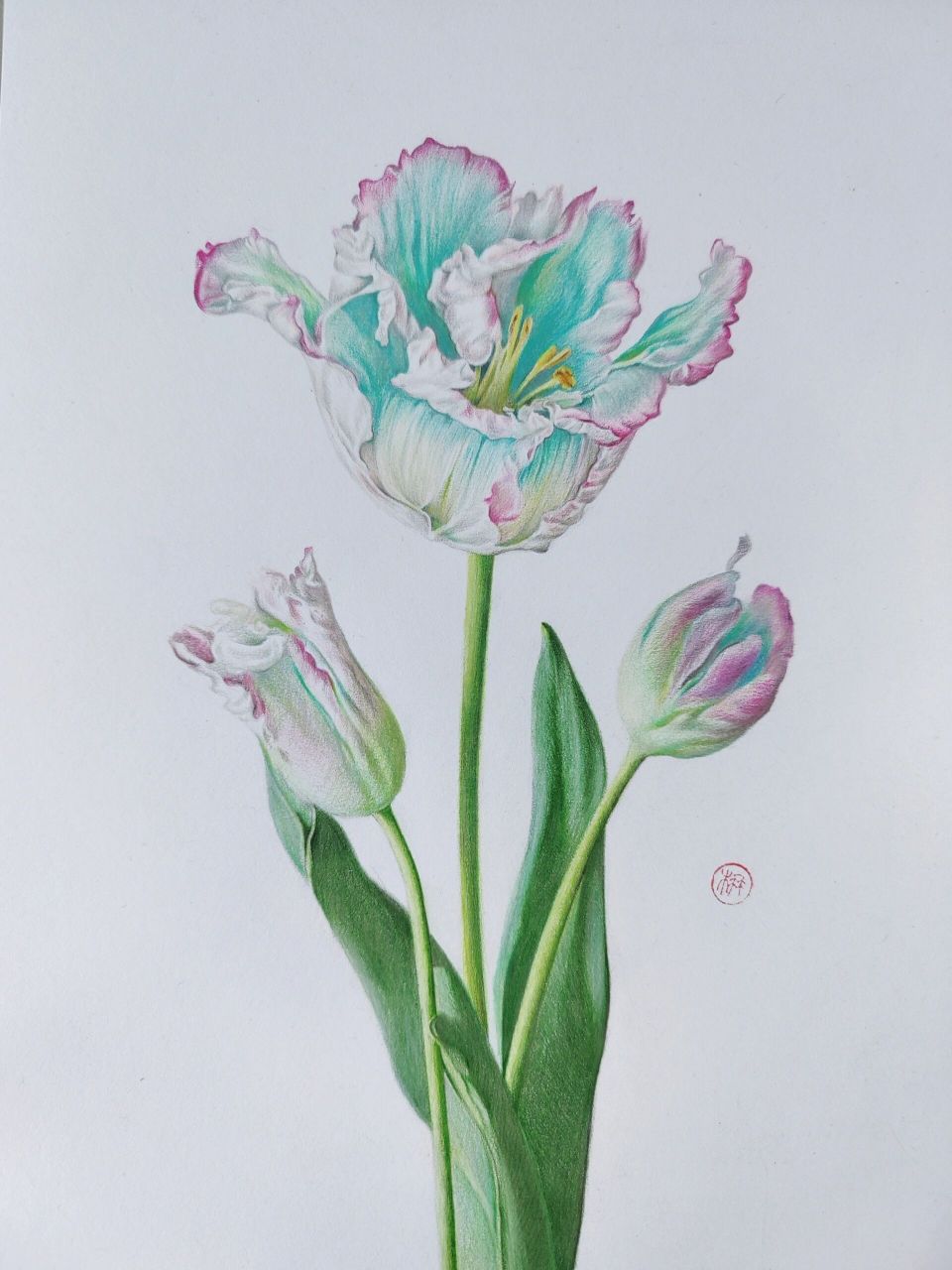 彩铅花卉写生之渐变郁金香 画一束温柔   【写生图片来自97 】