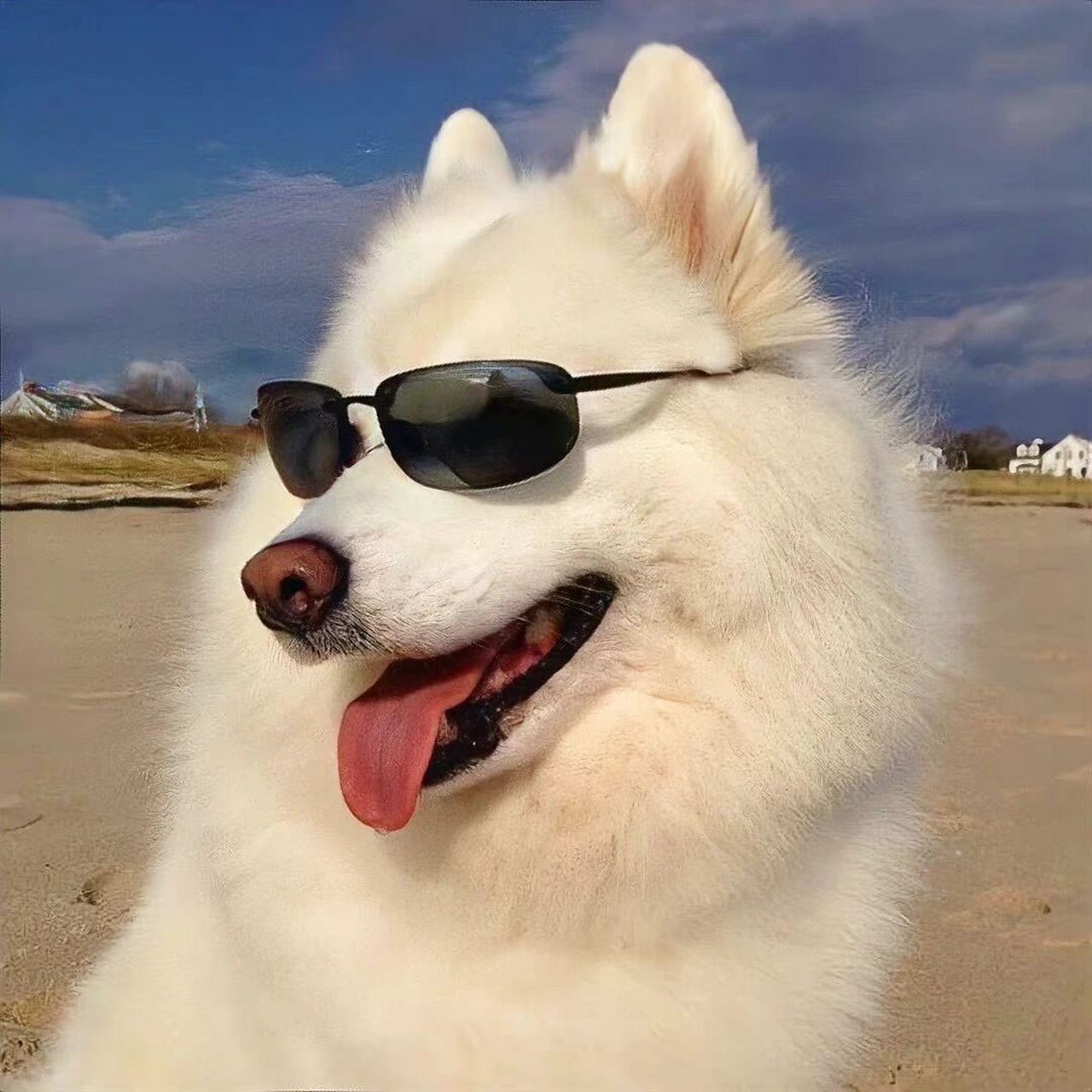 头像|平凡至极又可爱非常