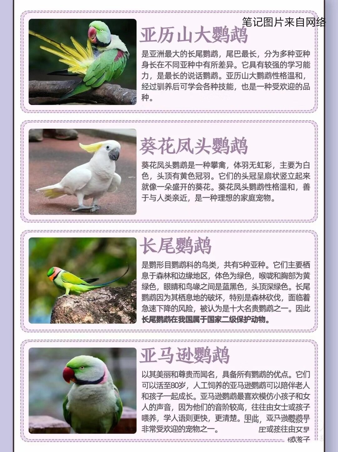 鹦鹉品种名字图片