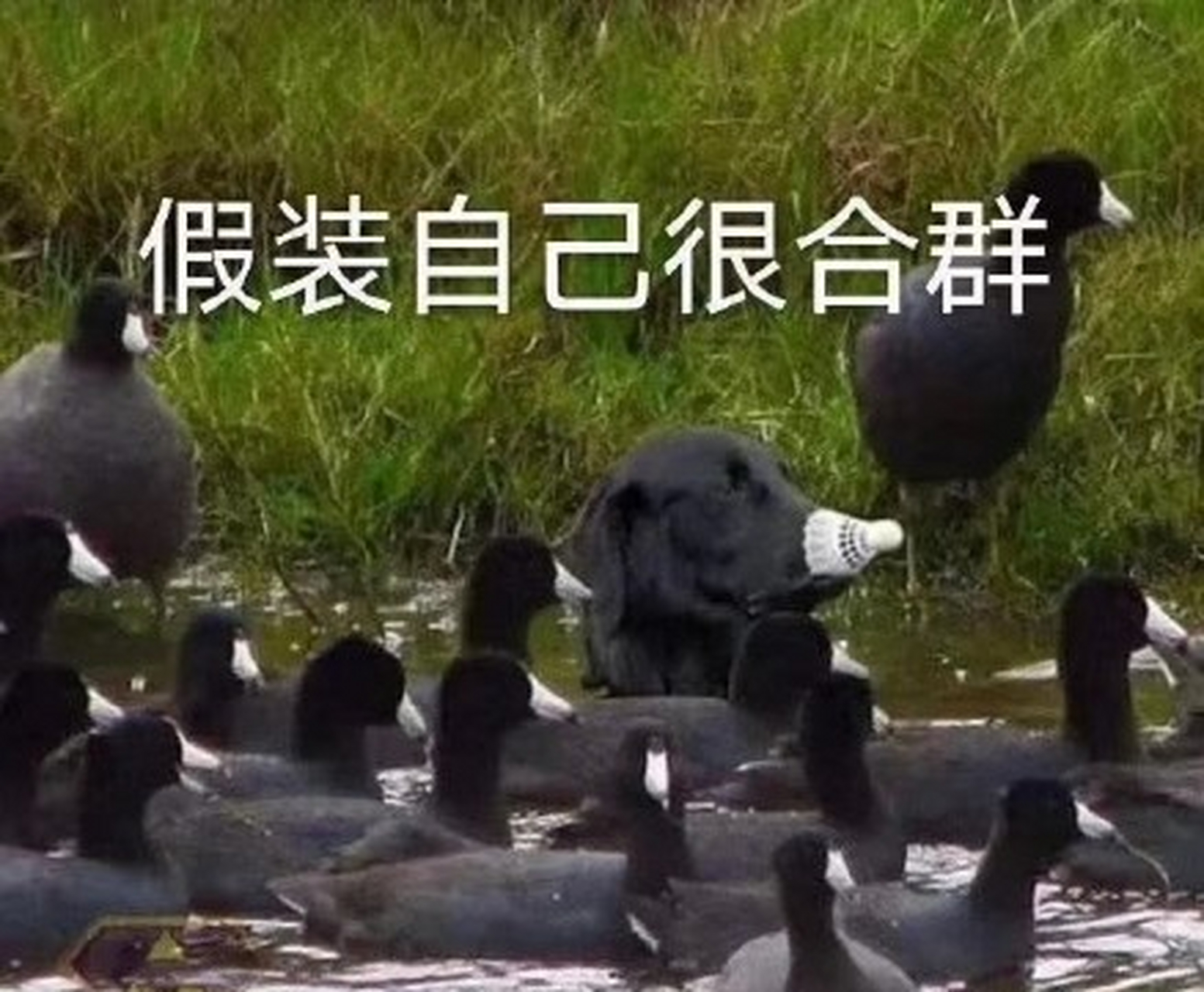 像极了你不合群的样子#哈哈哈哈哈想起了这个表情