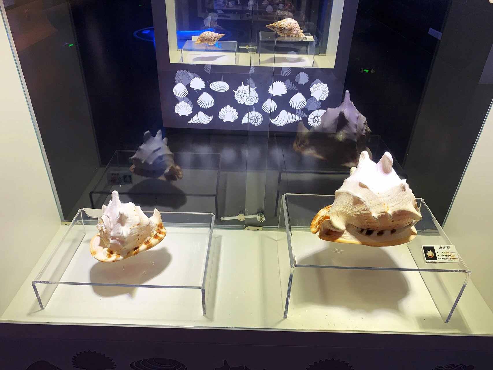 海洋馆 深圳南山区唯一一处以海洋为主题的博物馆,蛇口海洋科普馆