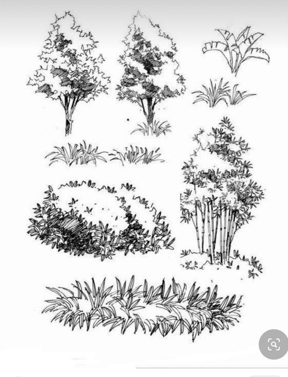 立面树种合集~快收藏起来 景观植物常见的有:乔木类,灌木类,地被植物