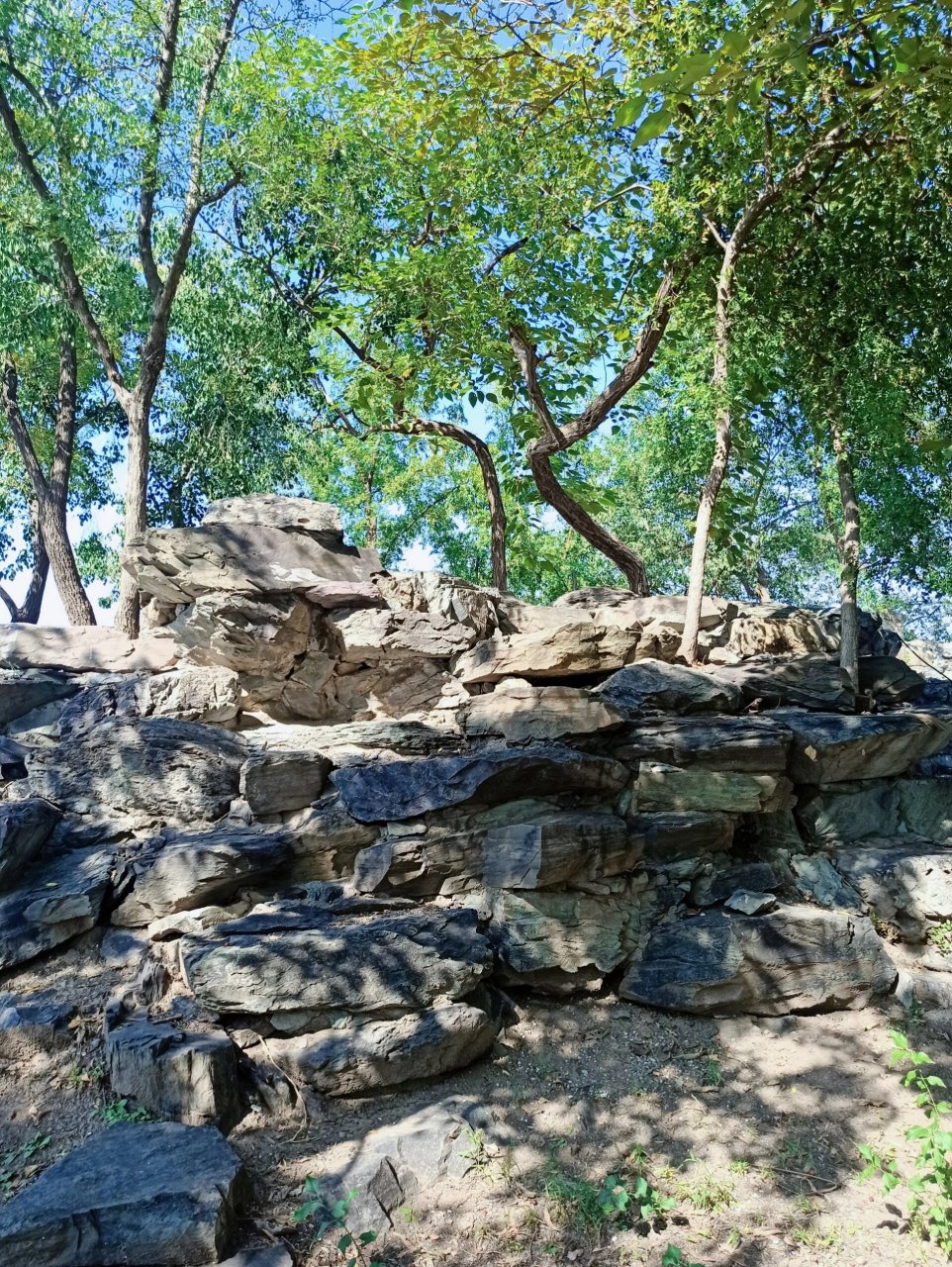 蓬岛瑶台4 一些黑天鹅孵蛋04与植物98.