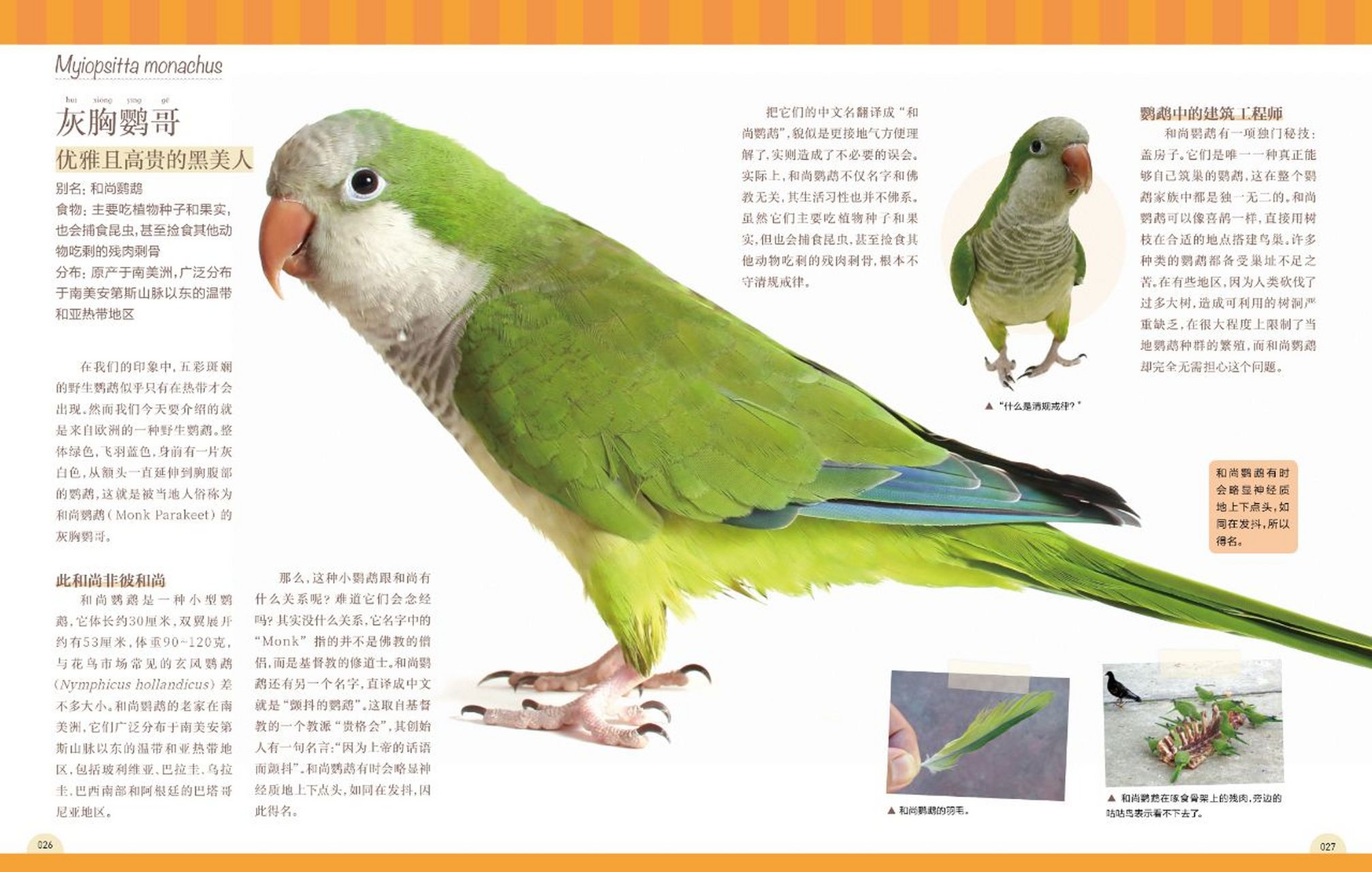 (和尚鹦鹉) 别惊讶,这位小和尚其实是一种鹦鹉!