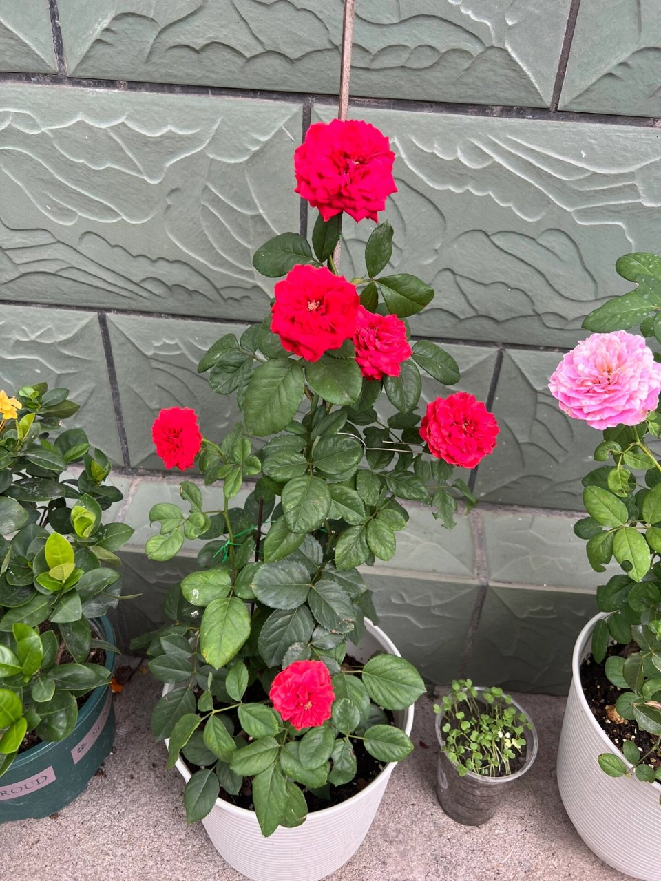 红苹果月季的花期是真的长啊 单朵花的花期都有半个月,堪比塑料花.