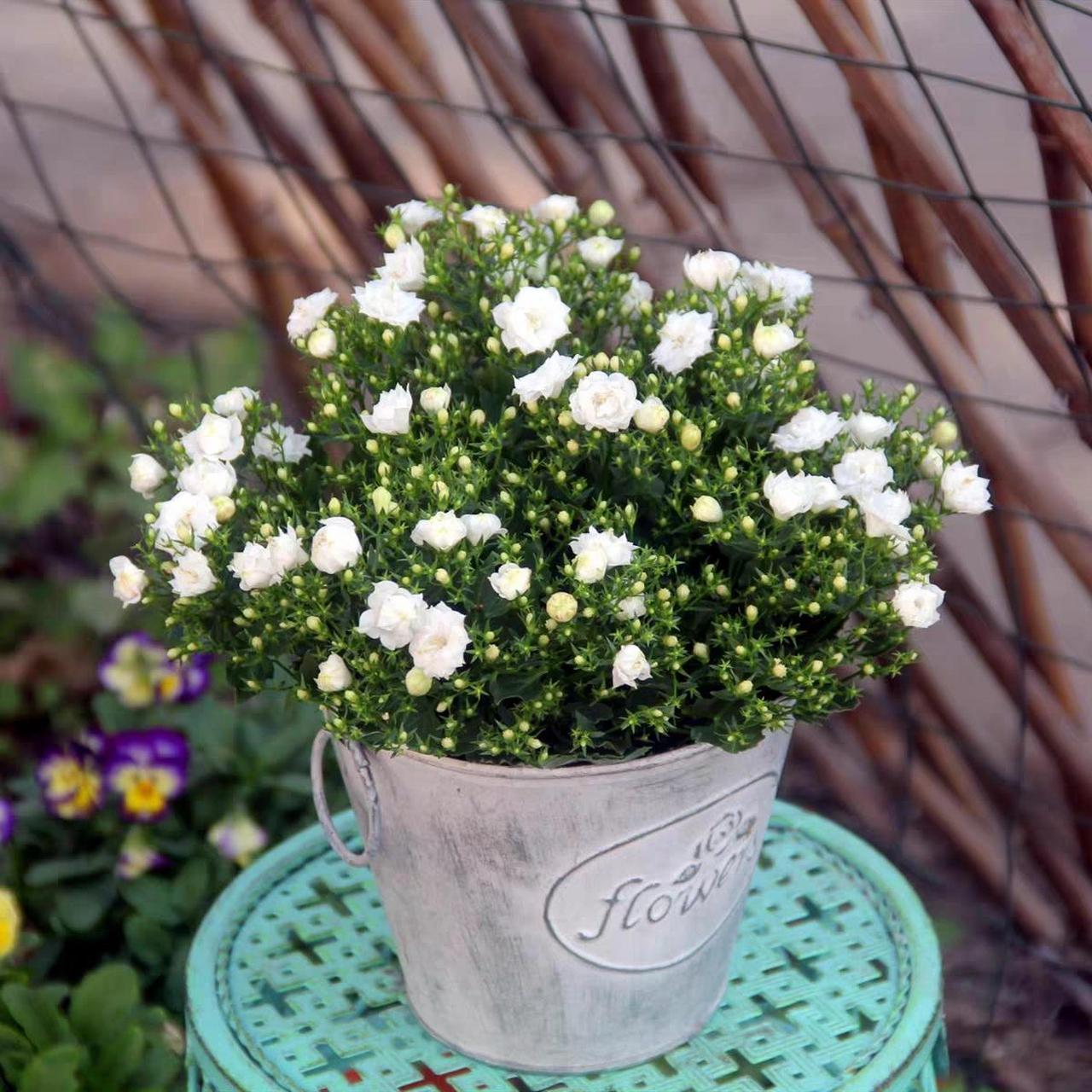 每天花植养护分享丨重瓣风铃草  93花名片:重瓣风铃草,又叫法国风铃