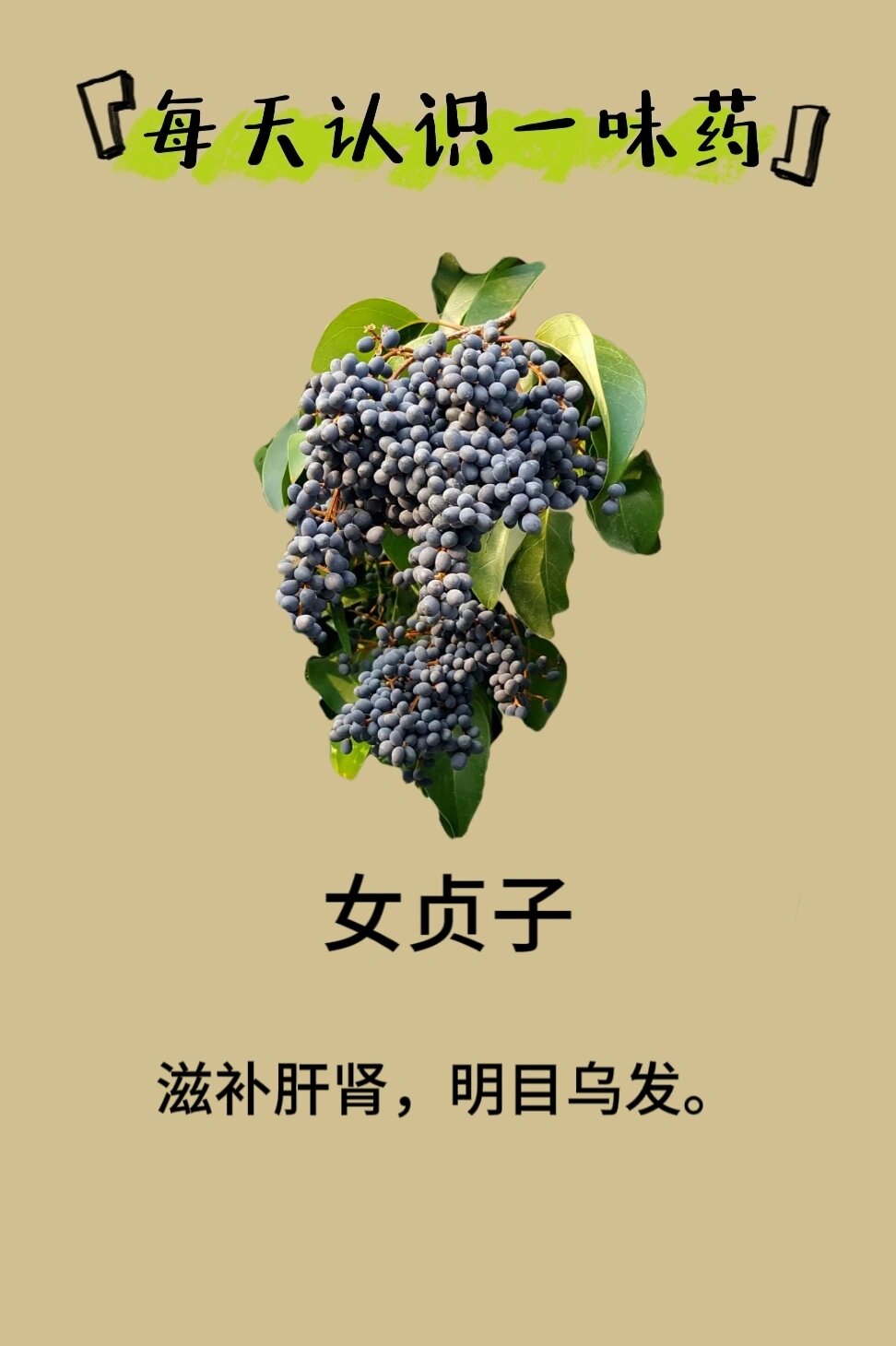 每天识中药‖女贞子 92别名 女贞实,冬青子,爆格蚤,白蜡树子 92