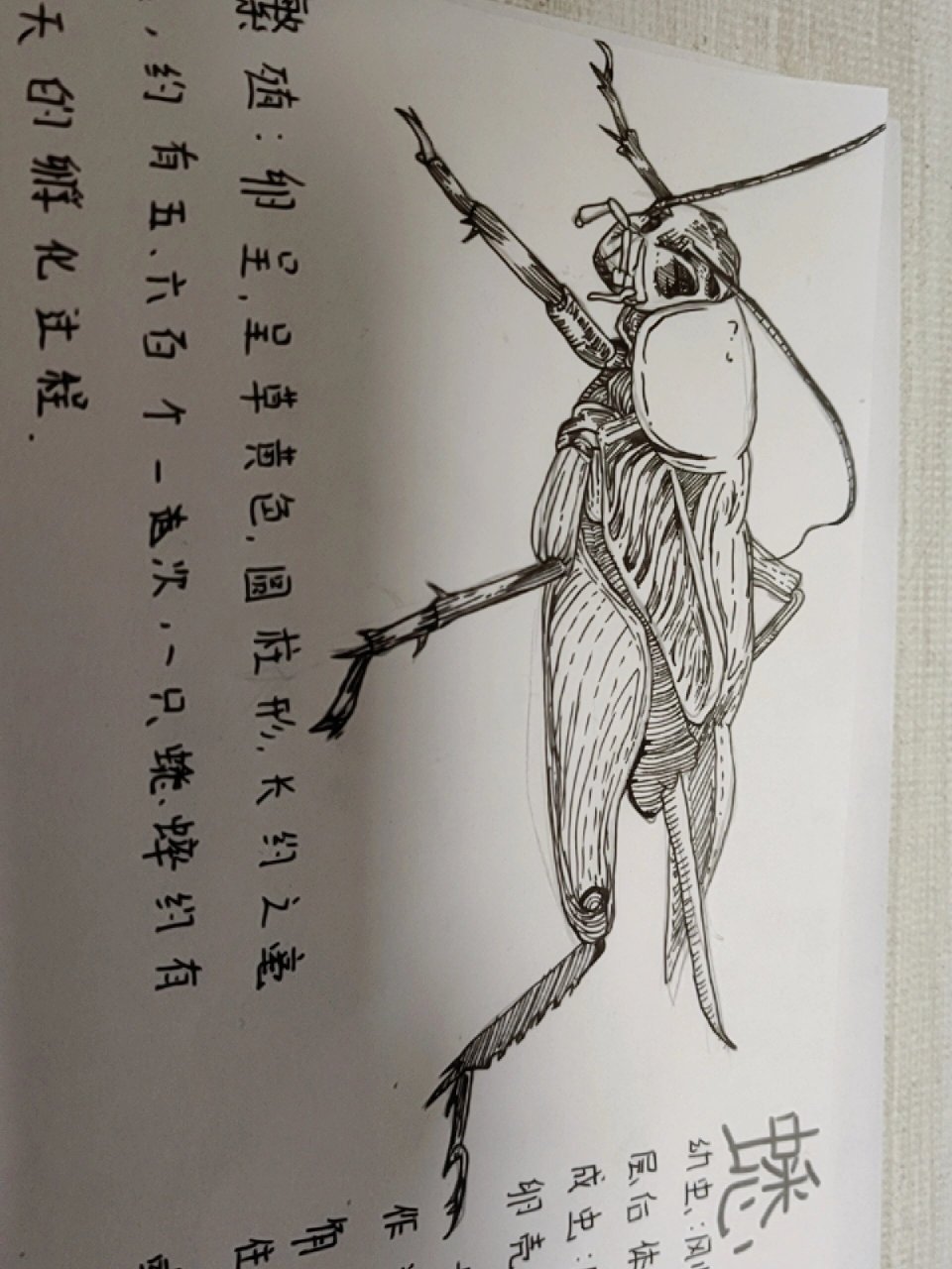 昆虫记,意大利蟋蟀绘画