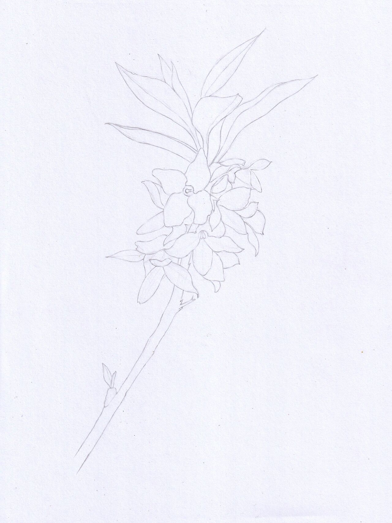 彩色铅笔画|连翘(附步骤图