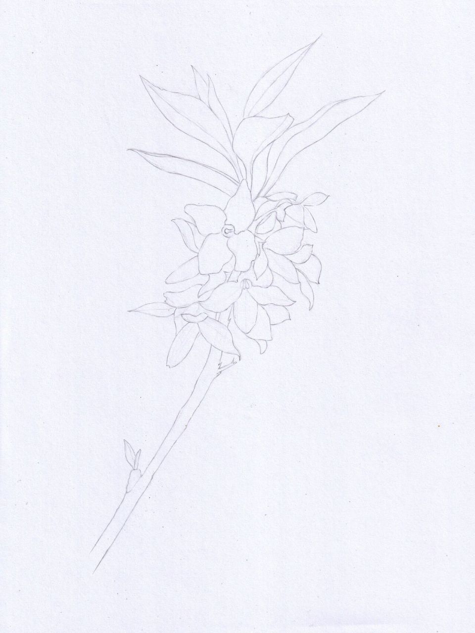 彩色铅笔画|连翘(附步骤图) 临摹《花之绘》 注:图中"油"指马可雷诺阿